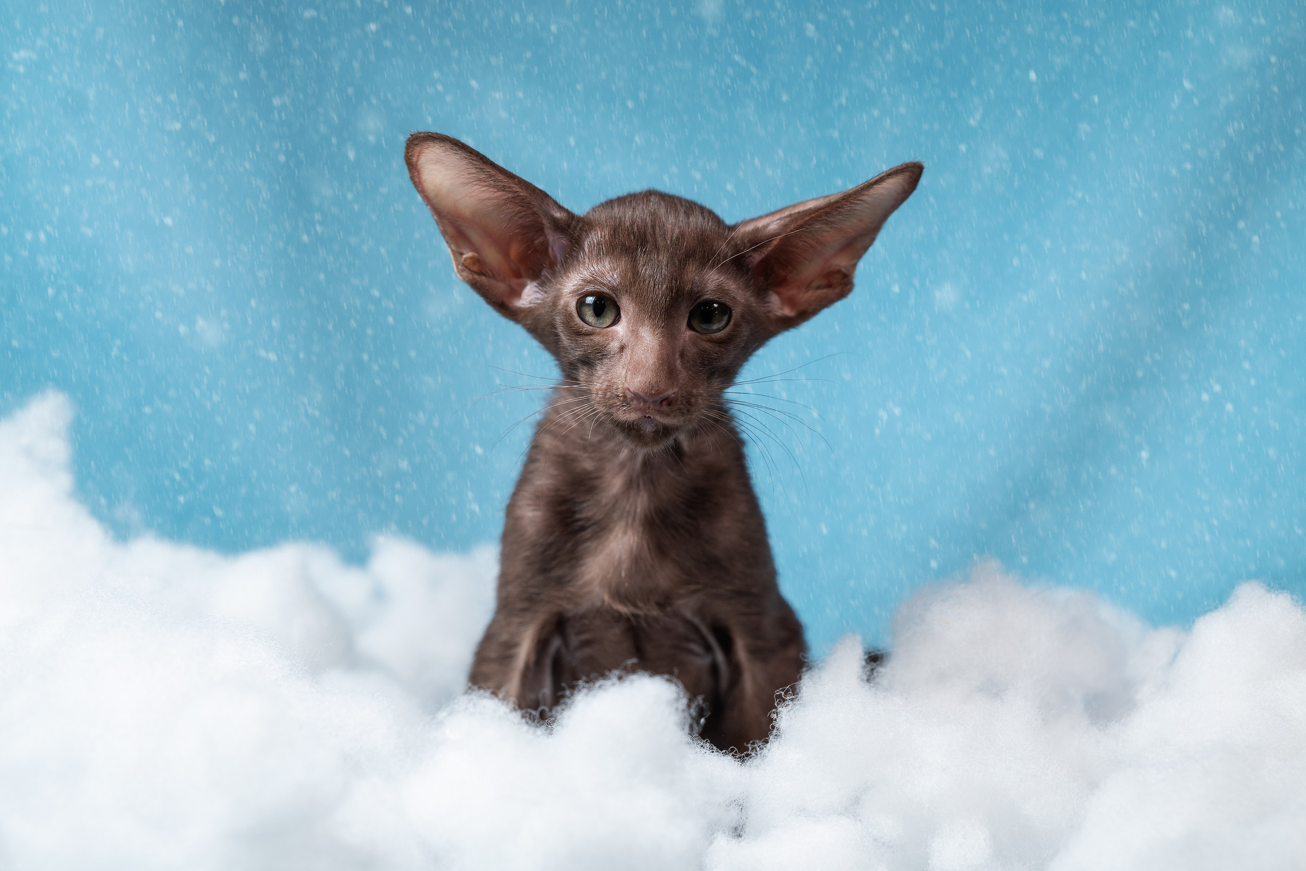 Заводчик Юлия Панова. Творческий фотограф Вологда