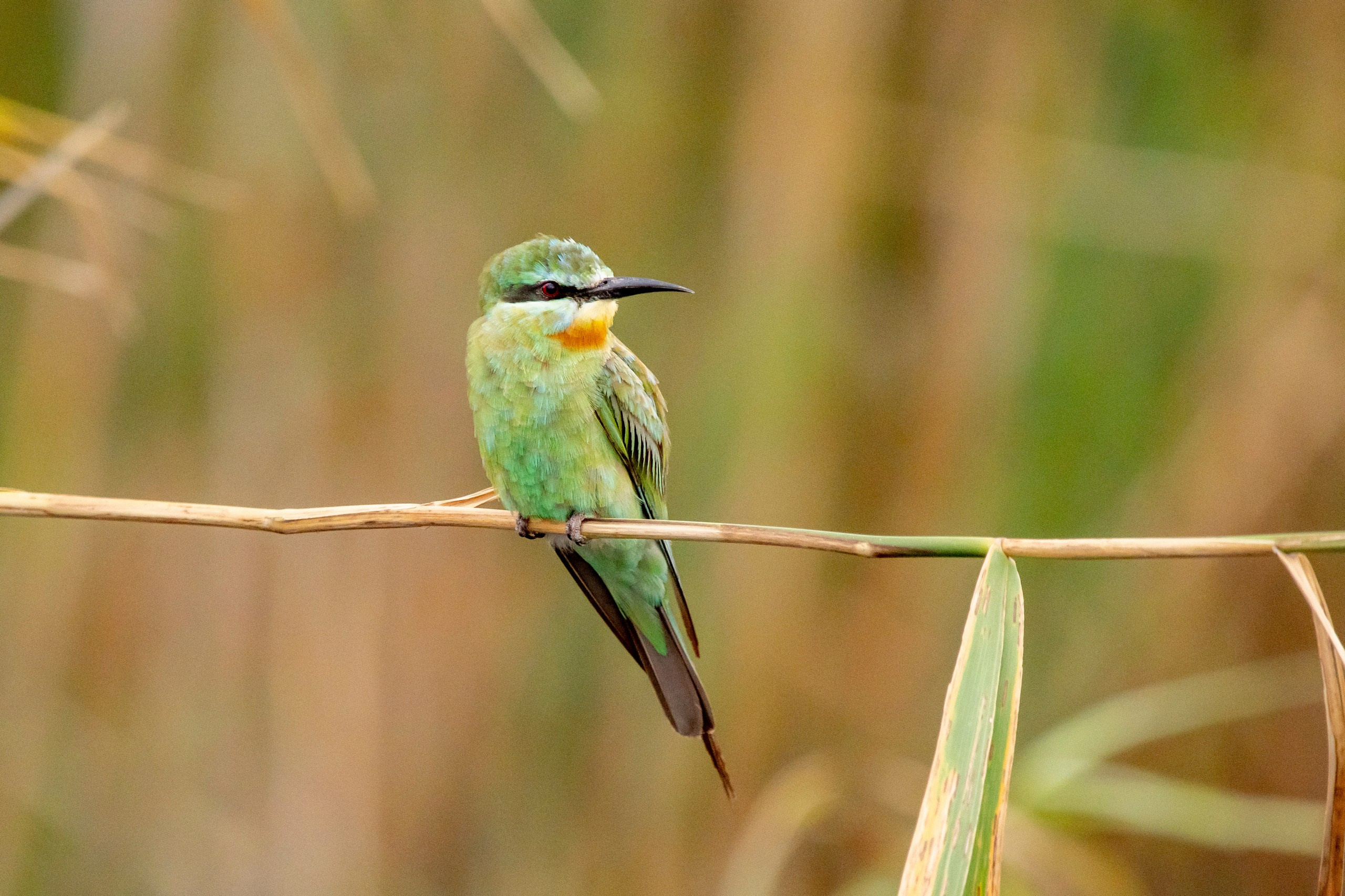 Природа Дагестана, сентябрь 2024. Foto-Zuev фотография как искусство