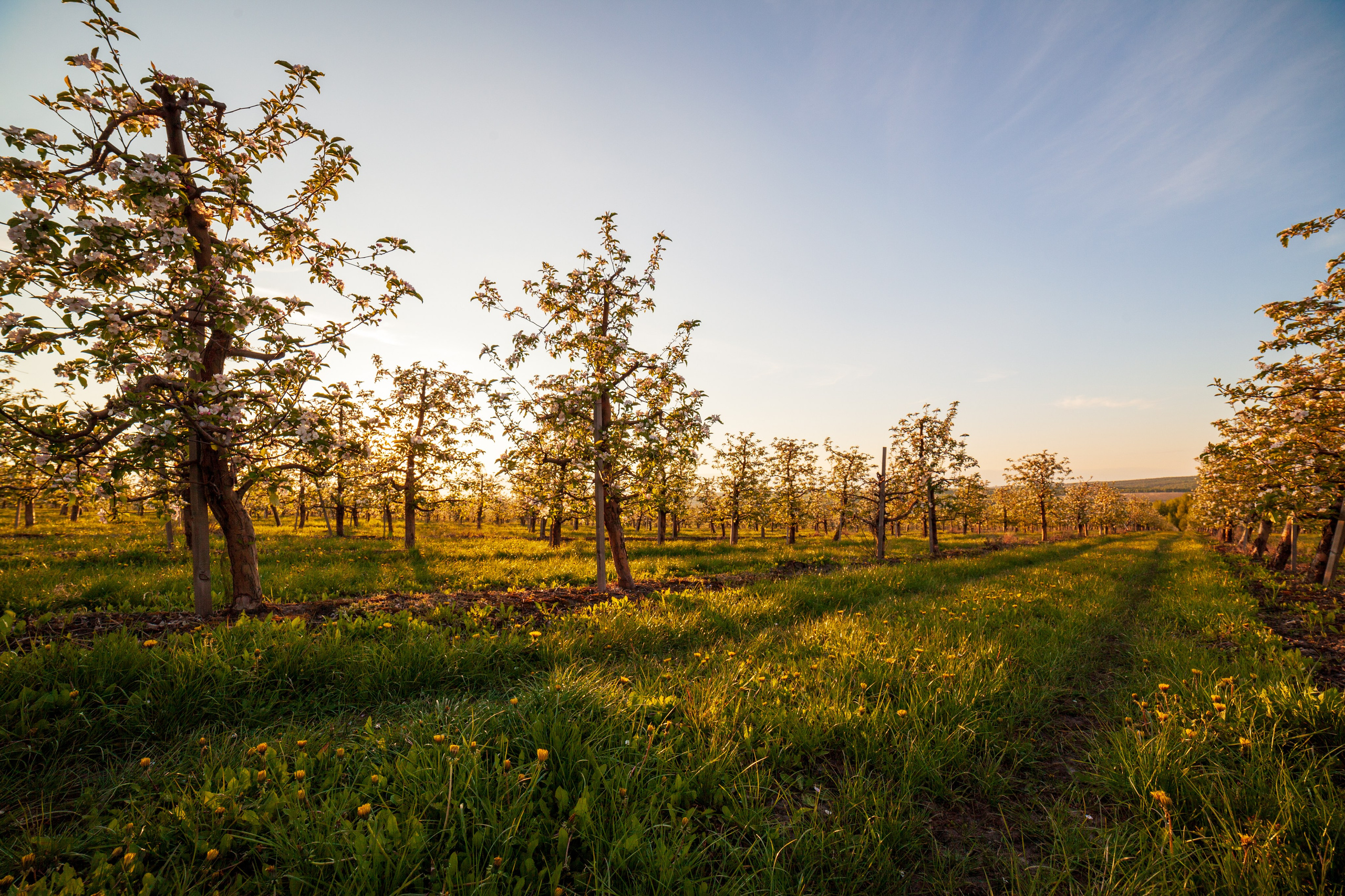 Яблоневый цвет. Фотохудожник Артём Парамонов