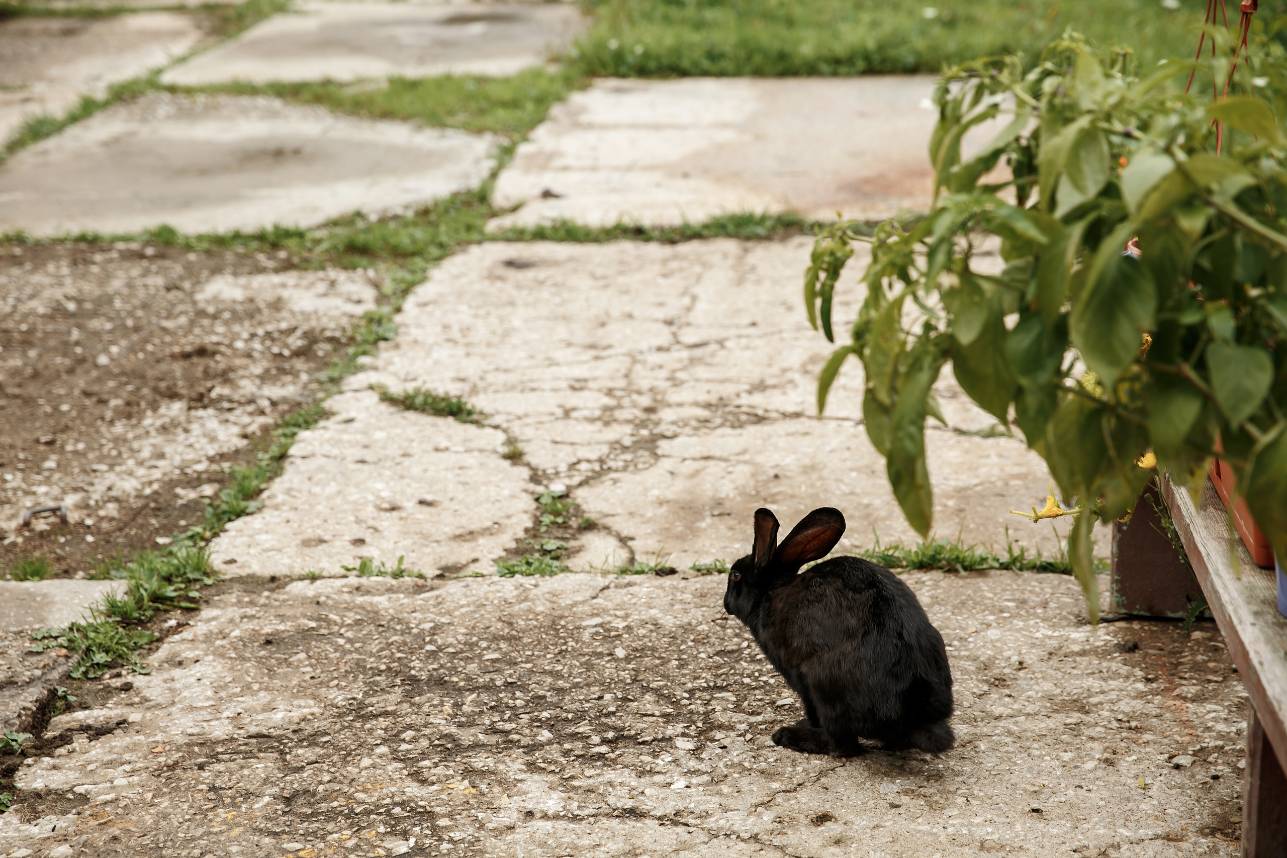 Wedding day Сергей и Олеся. Свадебный фотограф Колесников Антон