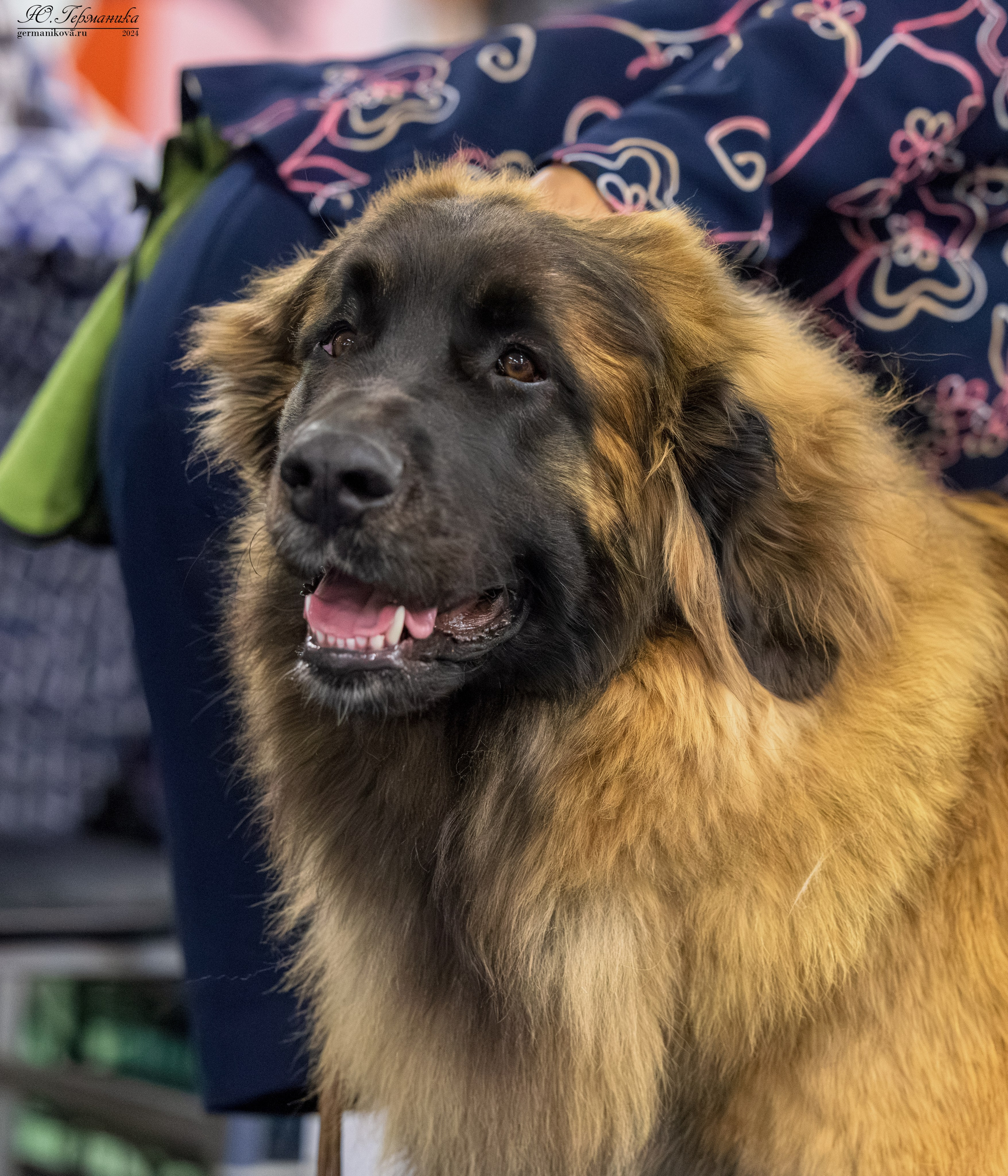 Сфера 17.03.2024. Фотограф-анималист Юлия Германика