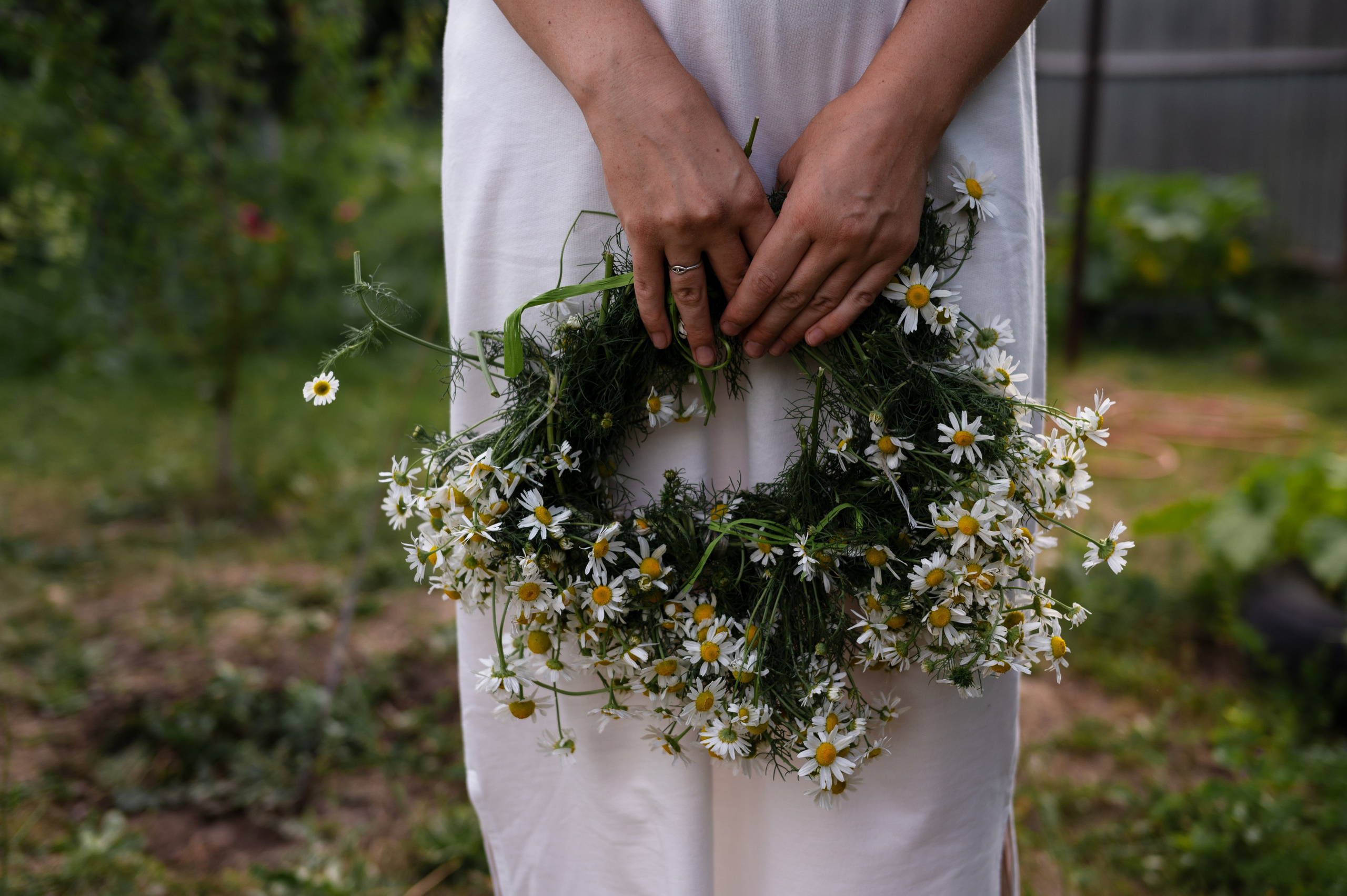 Ромашки и утята. Главная