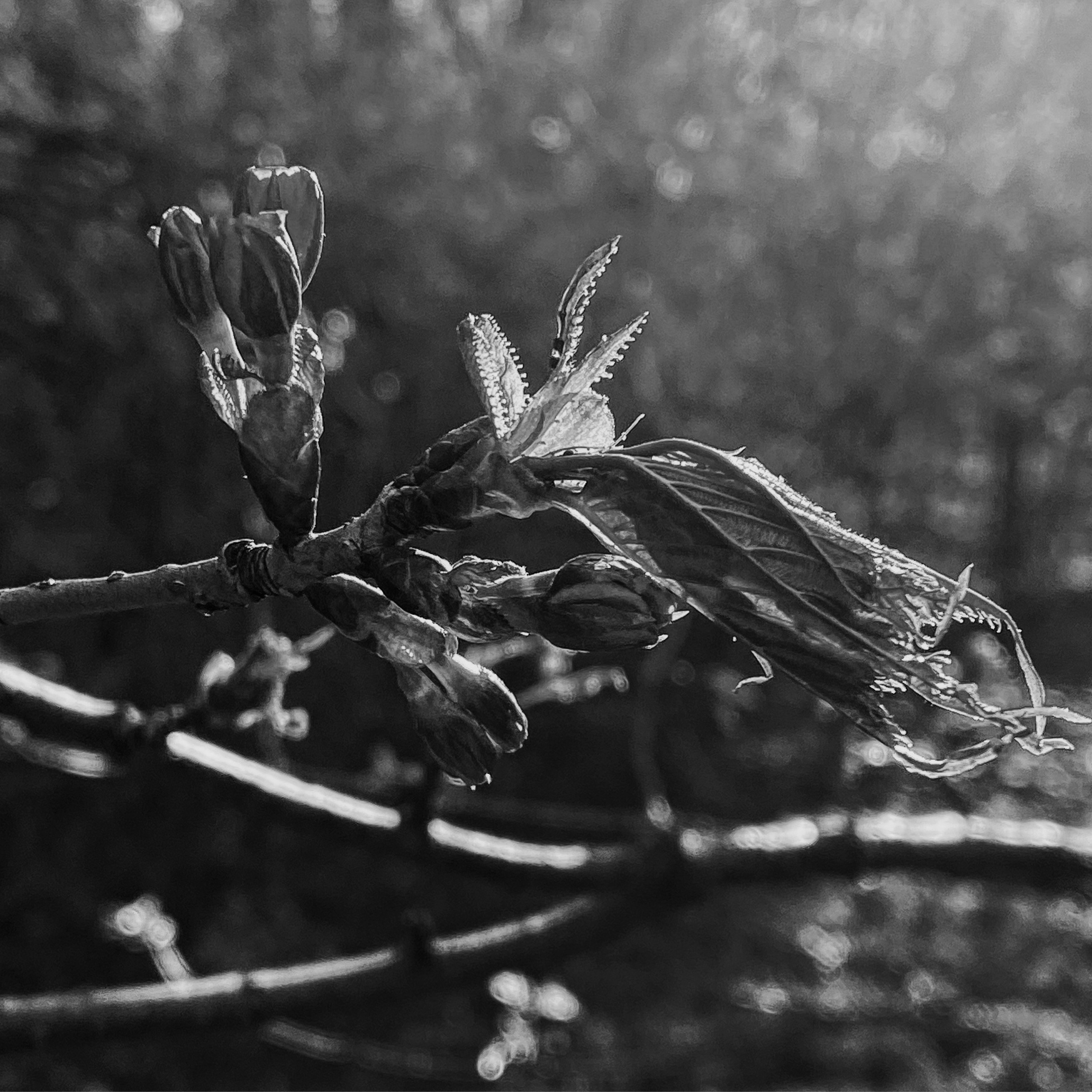 Работы с телефона. Свадебный фотограф в Москве Сафонова Анна