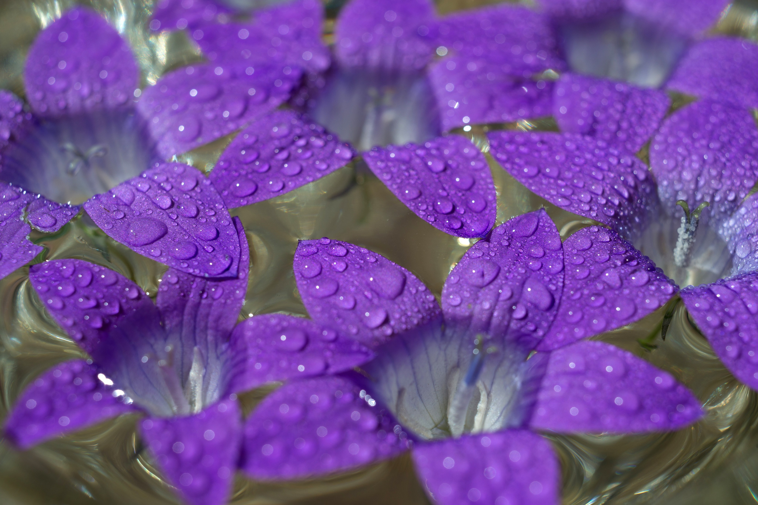 Макро. Фотограф Лагутин Анатолий