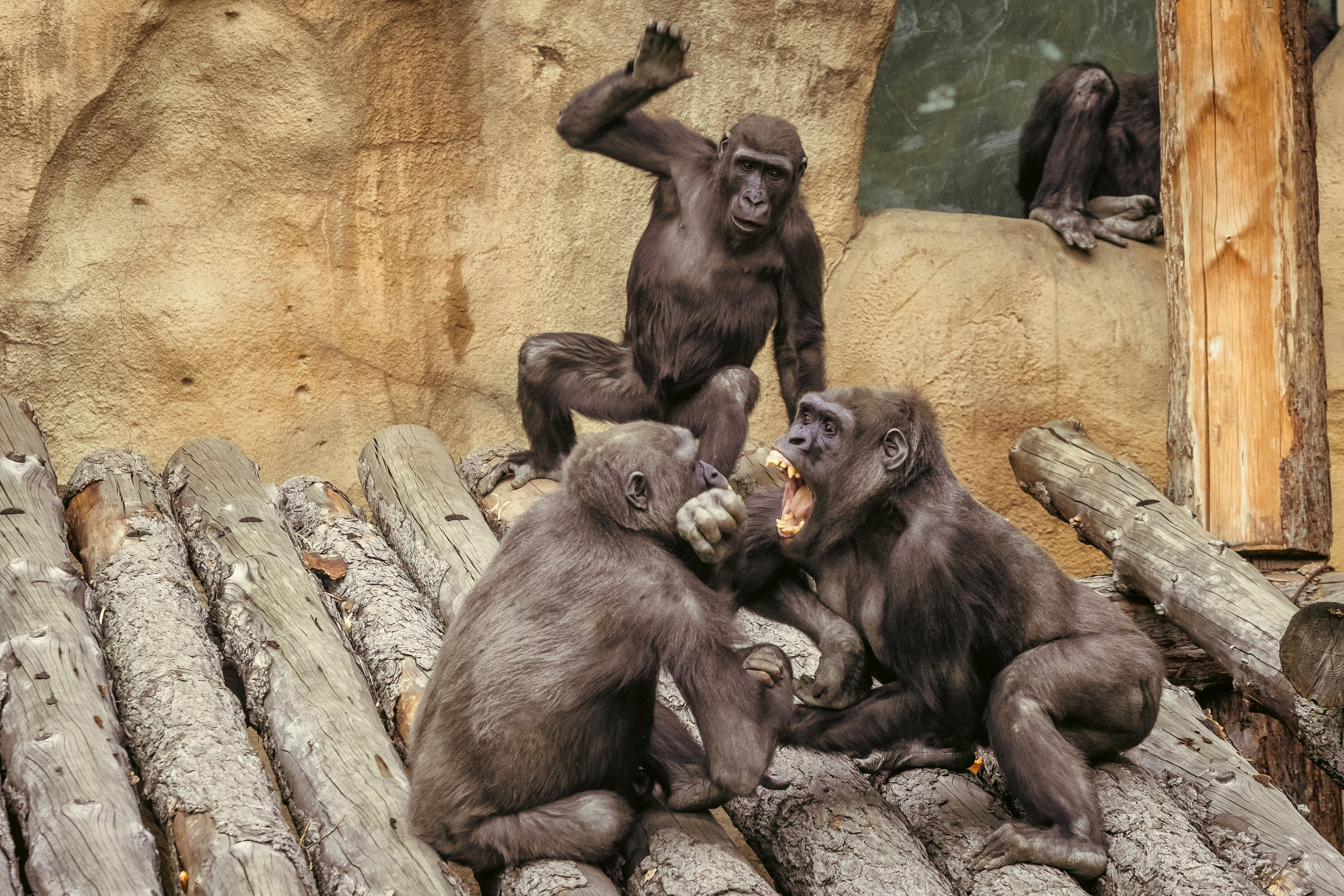 Зоопарк. Photomantis