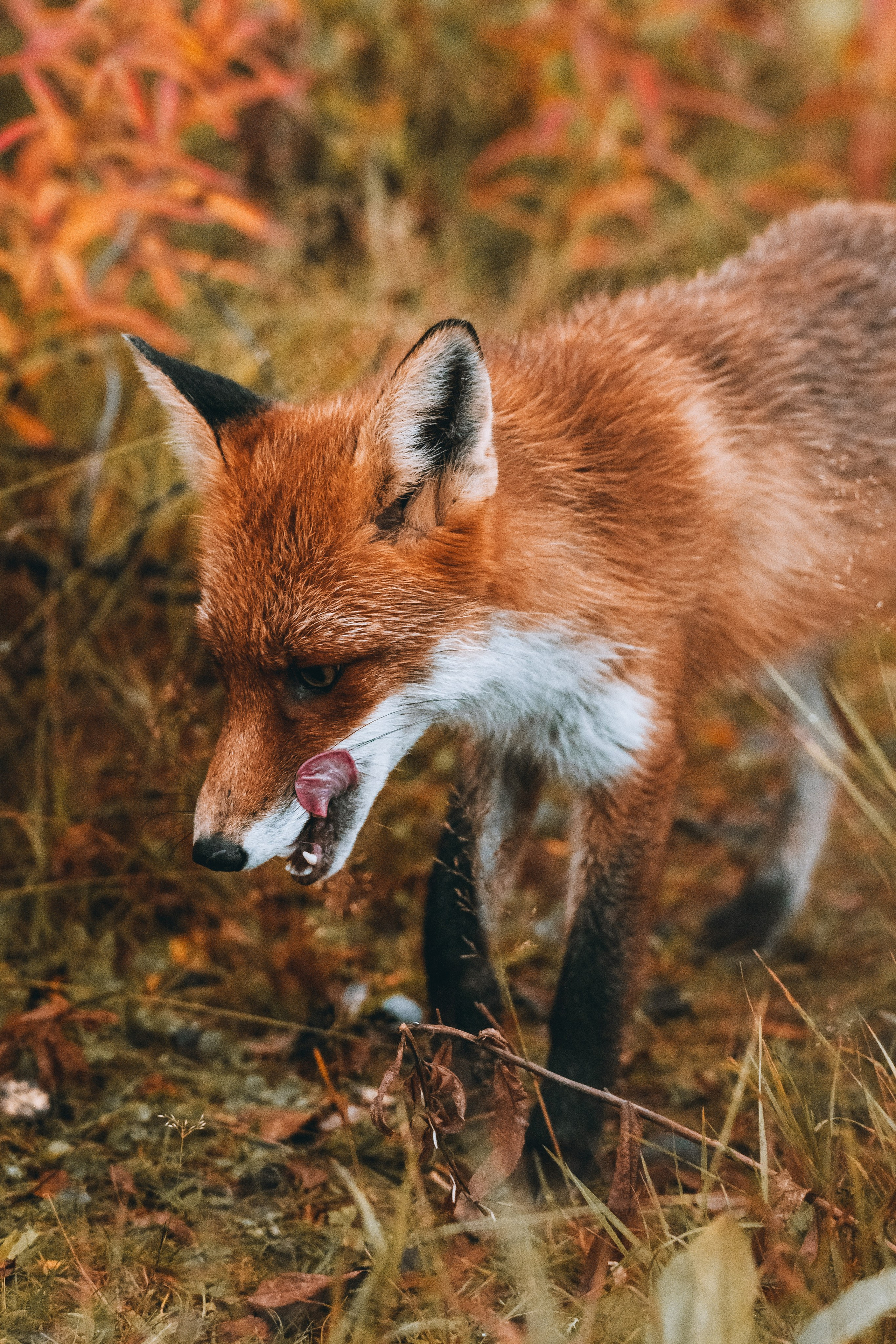 СЕВЕР. Event фотограф Степанова Александра