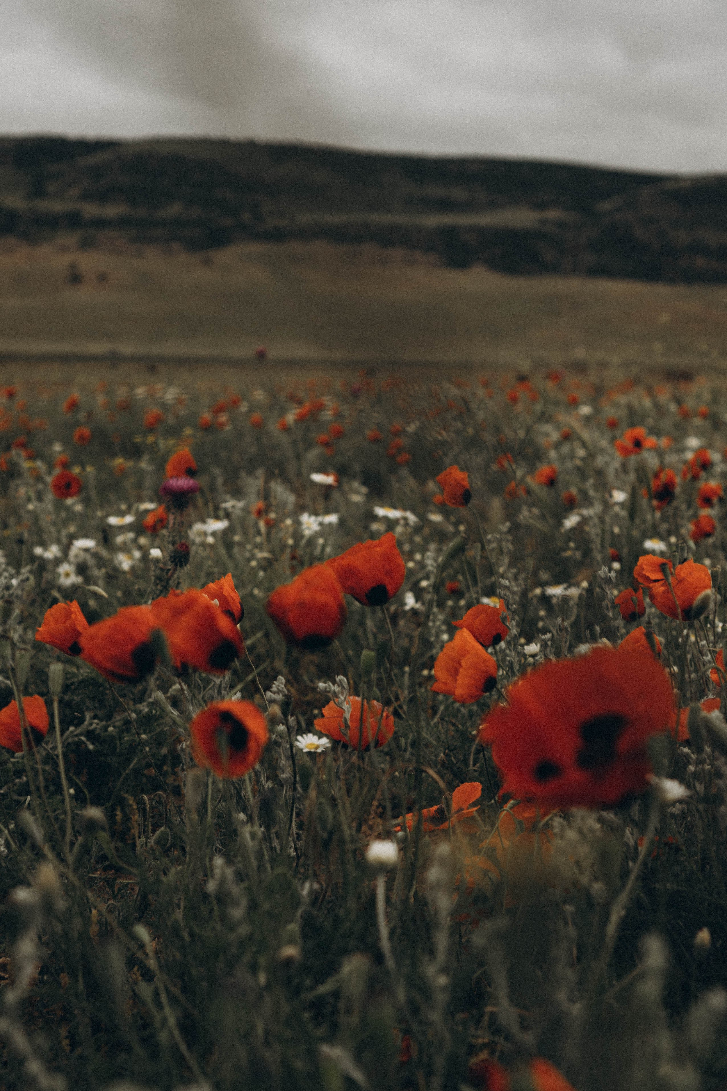 Путешествие в Дагестане. Профессиональный фотограф, Санкт-Петербург — Виктория Богомолова