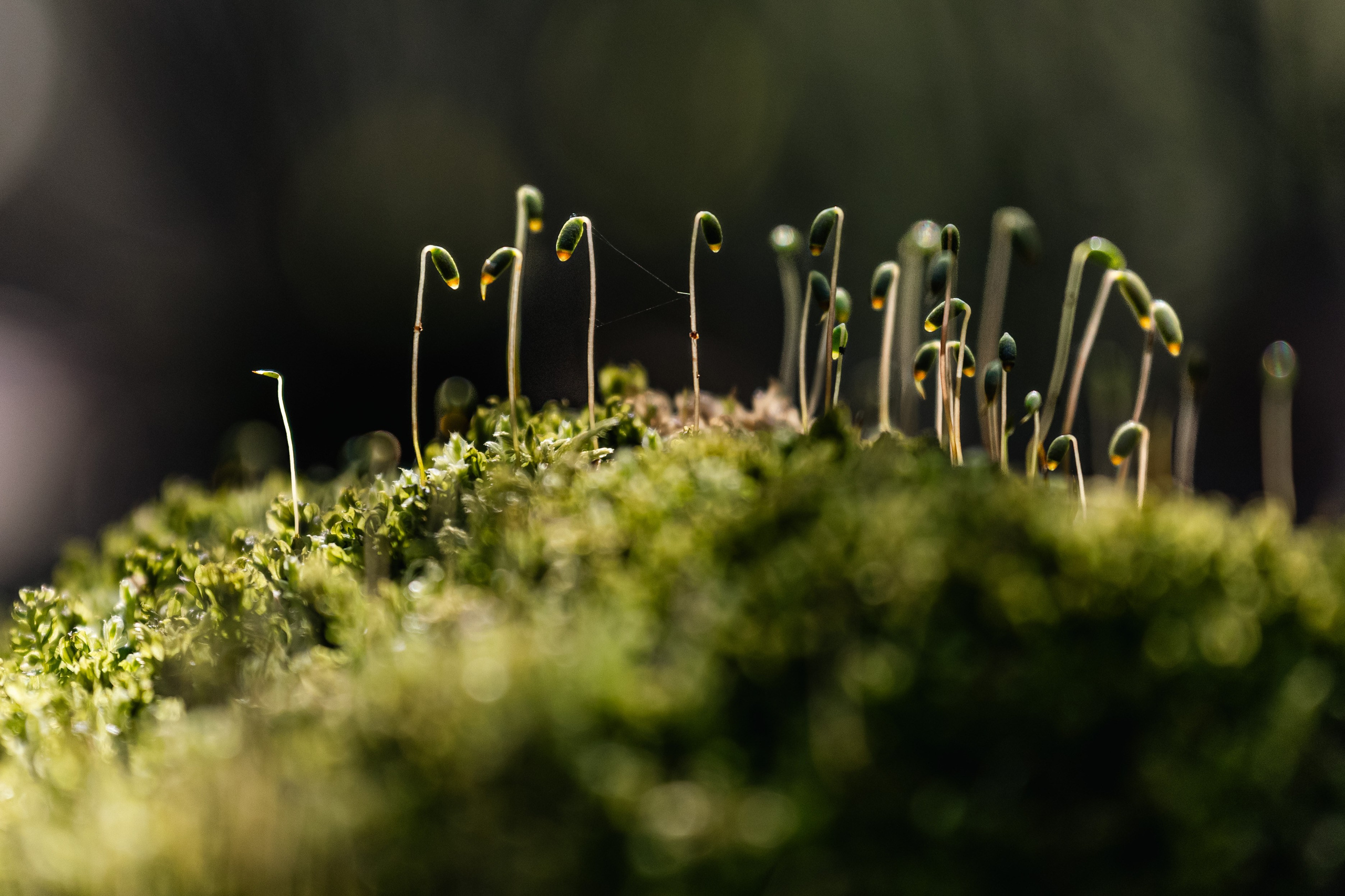 Георгий Кравченко. Инженер и орнитолог. Репортажный фотограф Наталья Лапцевич