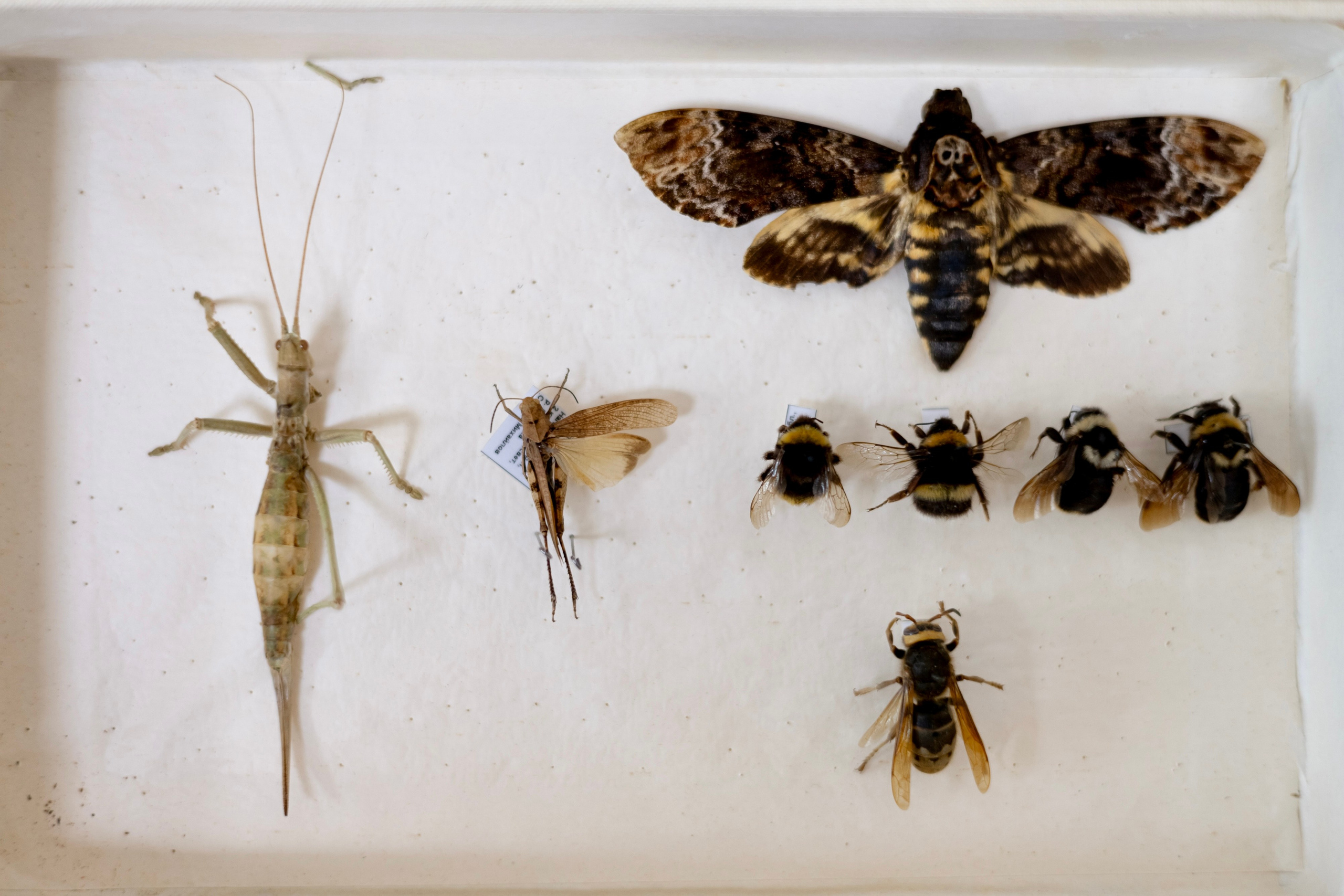 Зоя Ивановна Тюмасева. Профессор, преподаватель русского языка и литературы, энтомолог. Репортажный фотограф Наталья Лапцевич