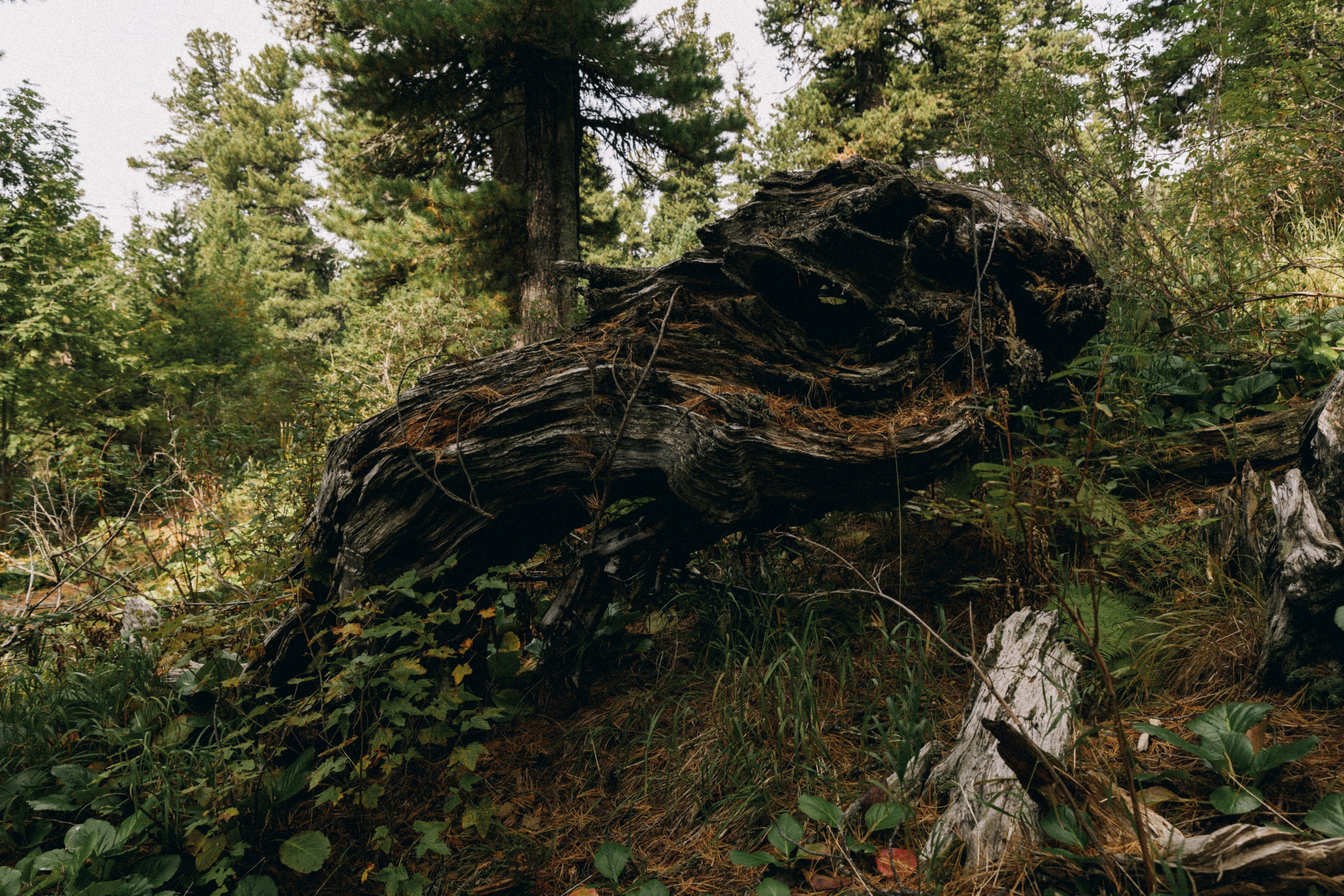 Алтай, природа и эстетика. Александр Чернин. Семейный и событийный фотограф