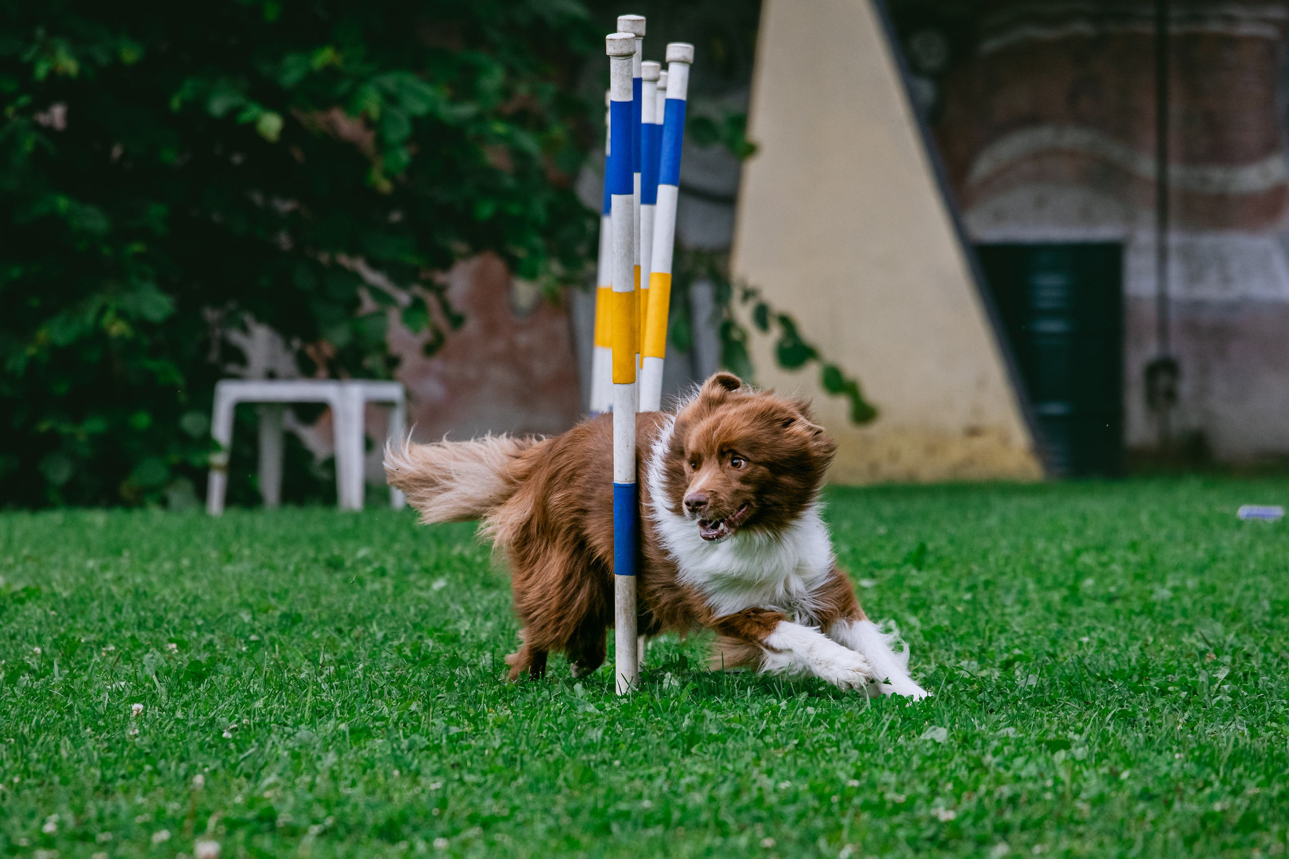 Соревнования по аджилити Долгопрудный 30.06.2025. Фотограф-анималист Татьяна Степанова