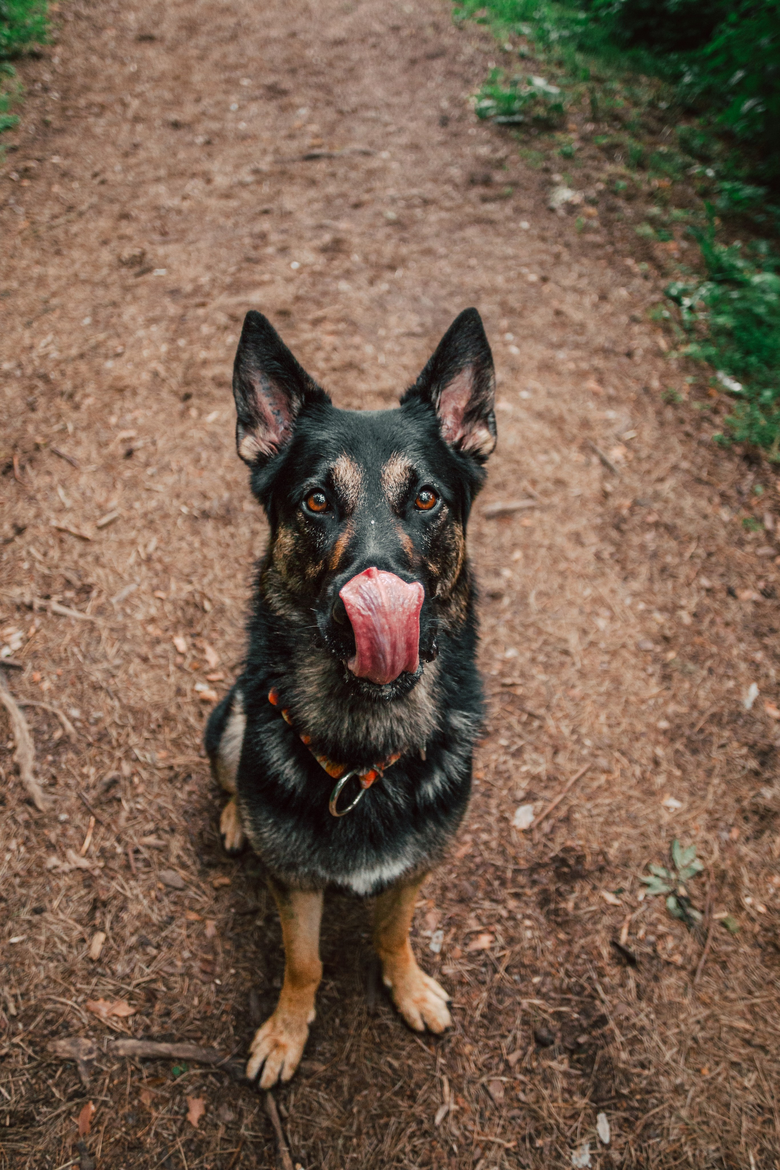 Лесная летняя фотопрогулка. Фотограф-анималист Татьяна Степанова