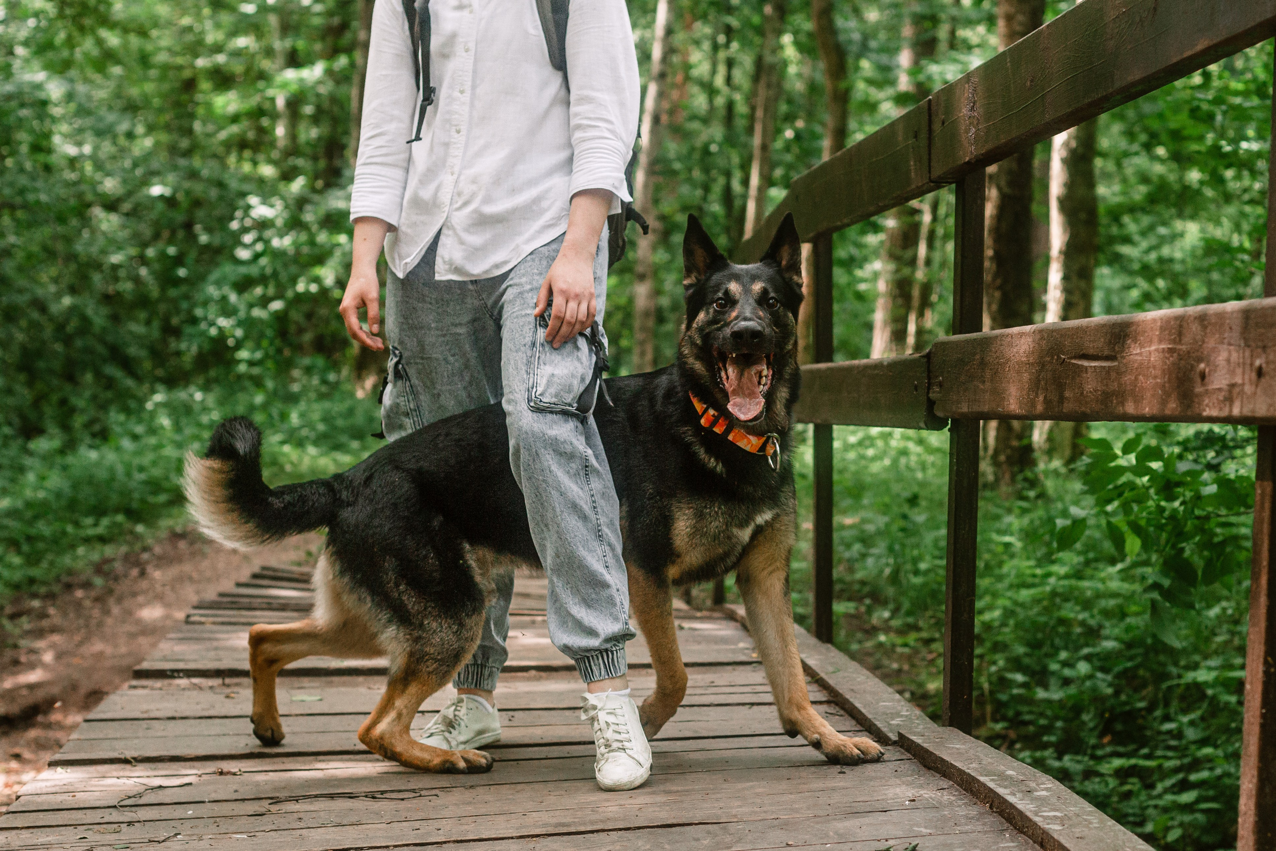 Лесная летняя фотопрогулка. Фотограф-анималист Татьяна Степанова