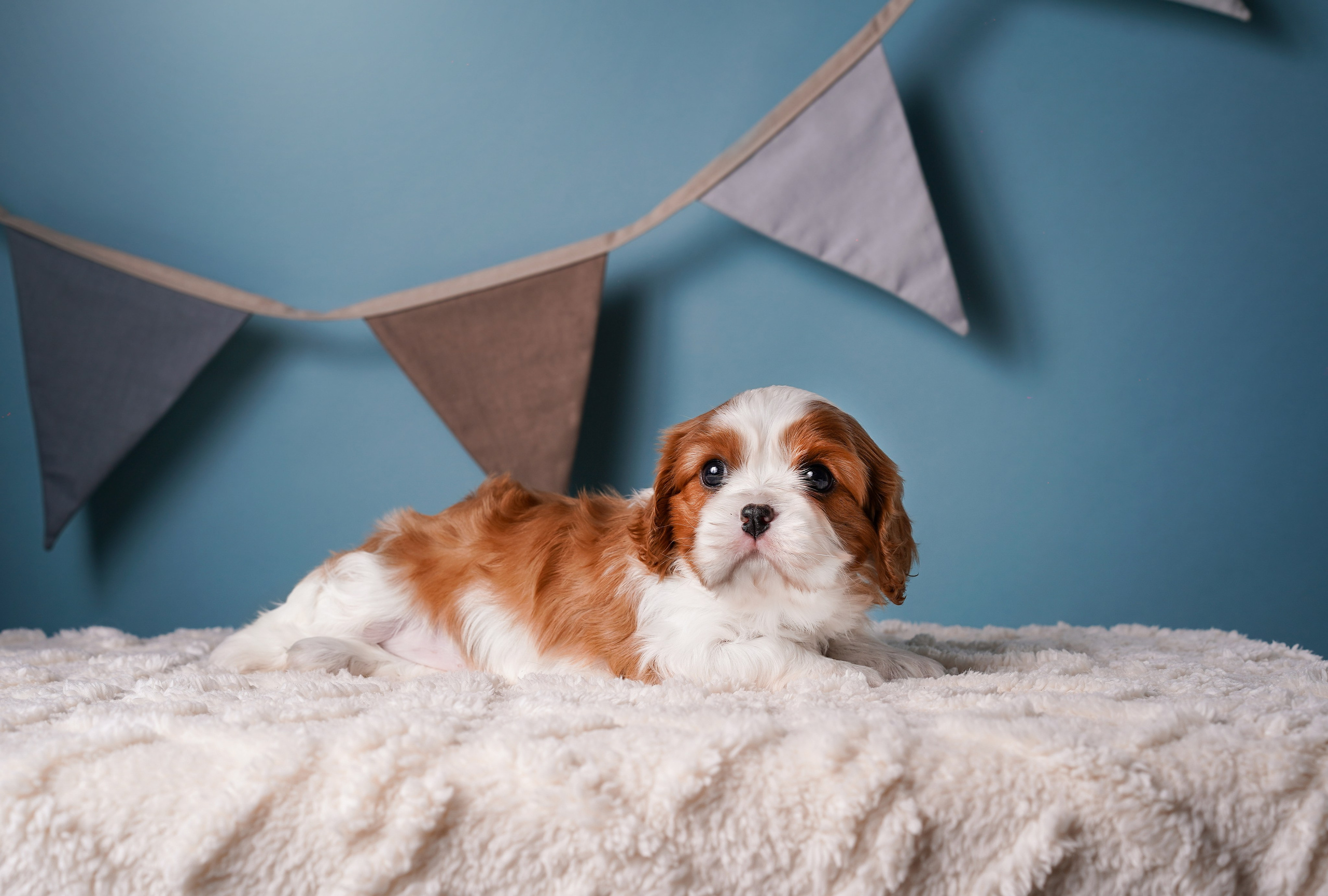 Щенки кавалера. Фотограф-анималист в Санкт-Петербурге Яна Мартынова