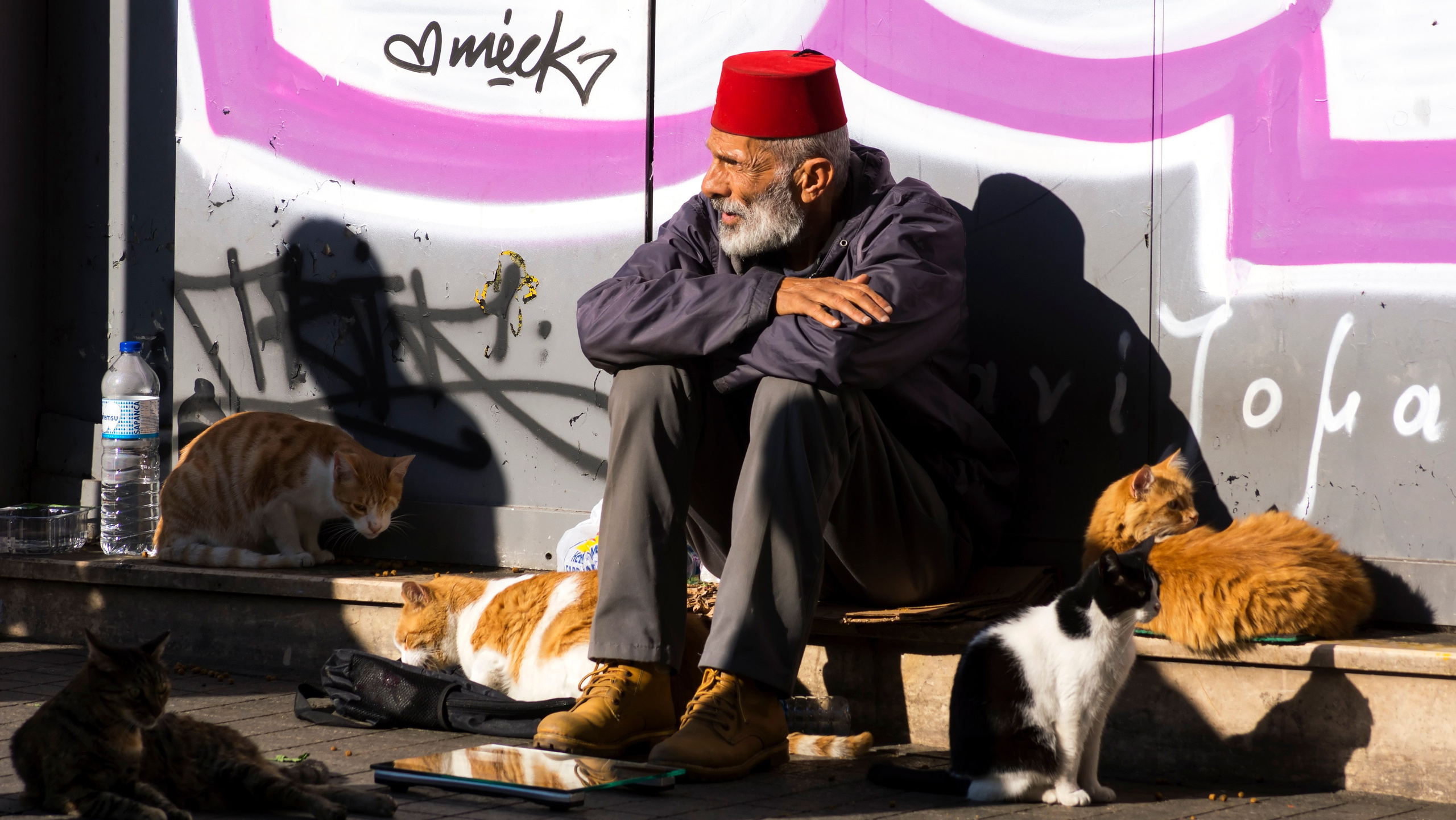 Стамбульские кошки. Фотограф-путешественник Самойлов Максим «Sly Fox»