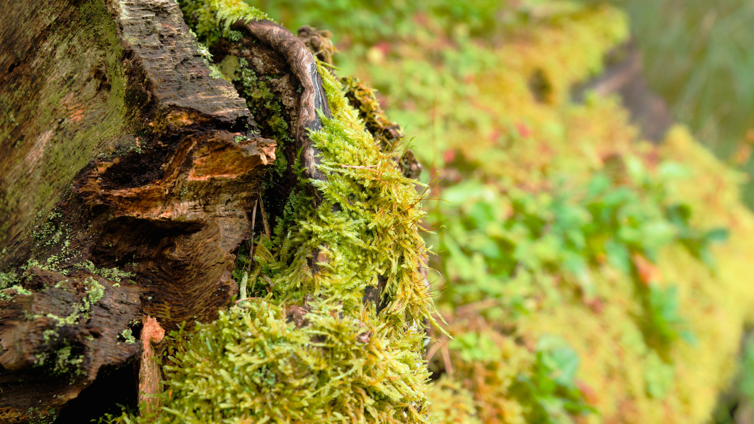 Куршская коса. Фотограф-путешественник Самойлов Максим «Sly Fox»
