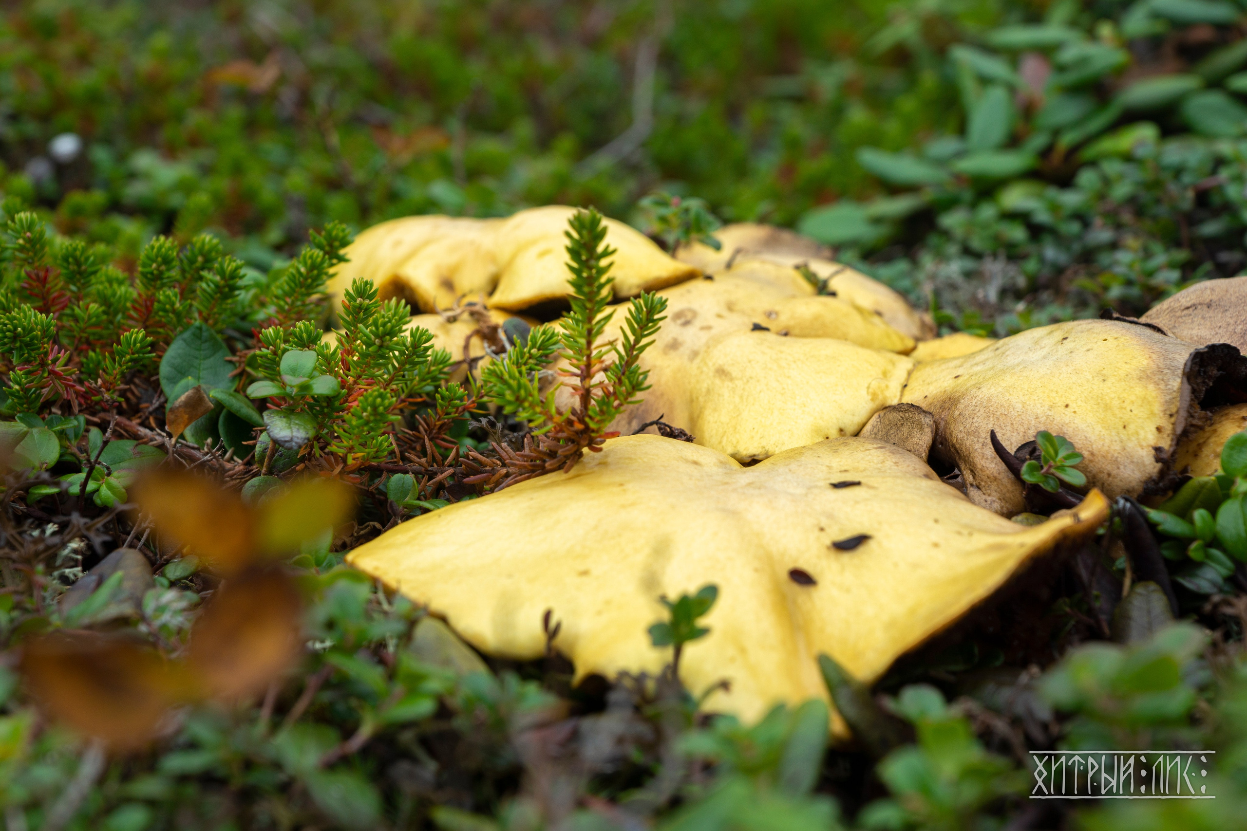 Сахалин. Фотограф-путешественник Самойлов Максим «Sly Fox»