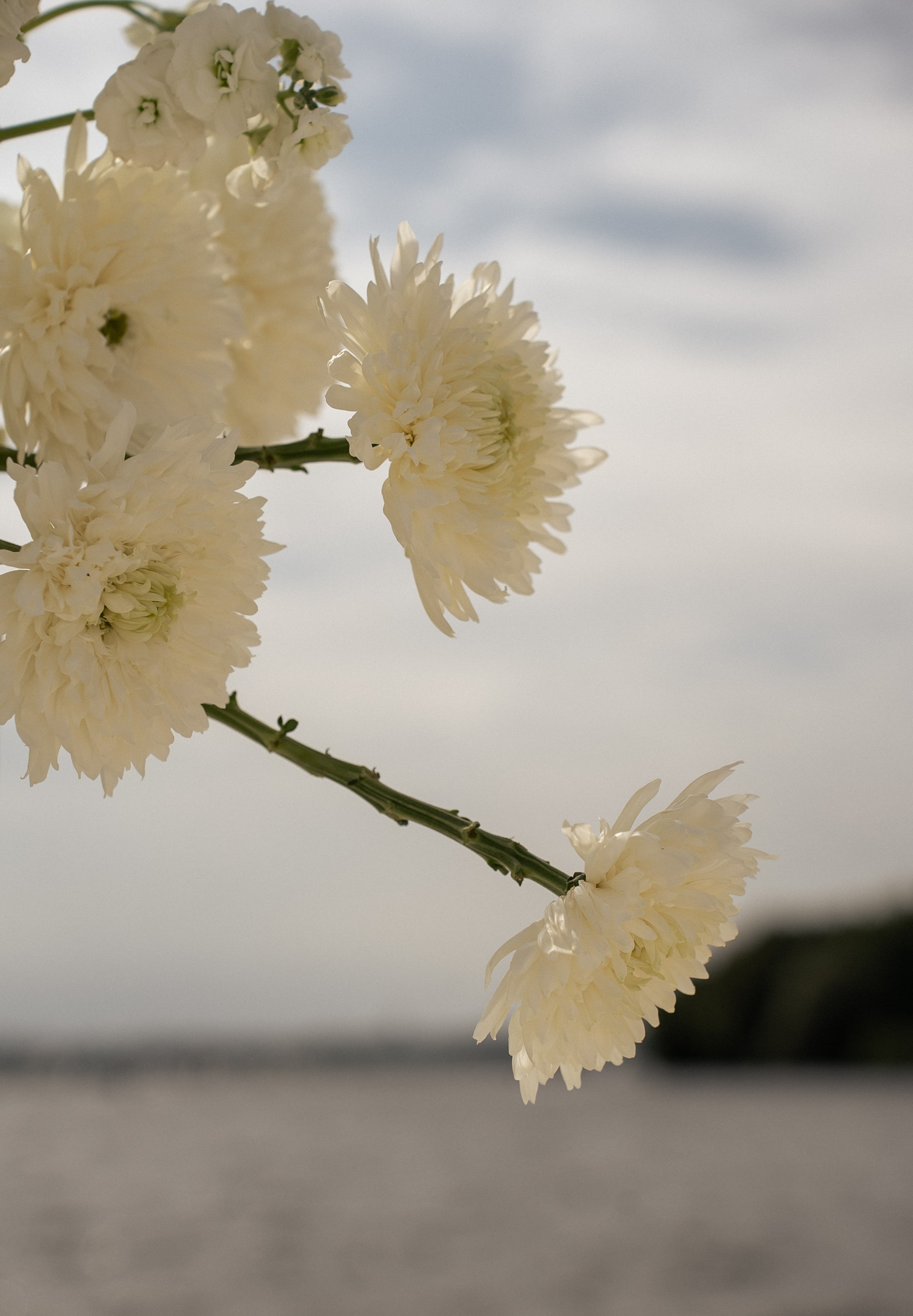 Alexei & Maria, Pirogovo Event. Свадебный и семейный фотограф Москва