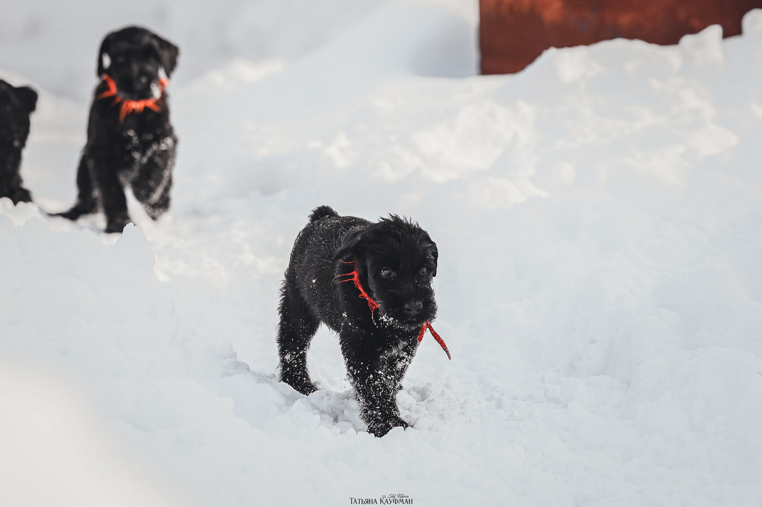 Ризеншнауцер, щенки ризеншнауцера, купить ризеншнауцера, купить щенка, ризеншнауцер Новосибирск, фотосъемка щенков, фотосессия собак, заказать фотосессию, фотографии щенков, сфотографировать щенка, фотограф Анималист, фотограф собак Новосибирск, фотограф анималист Новосибирск