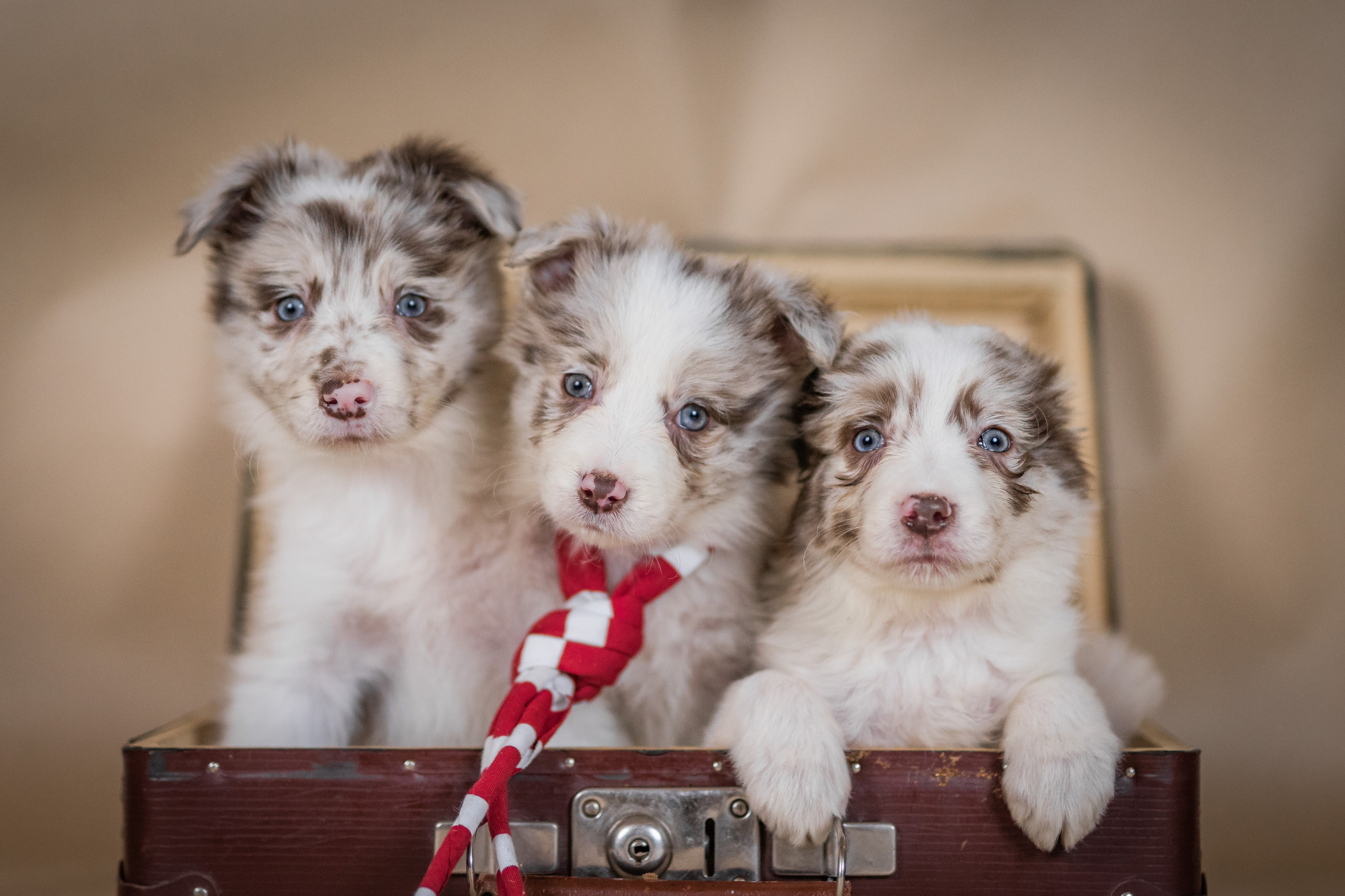 Фритсвит. Семейный фотограф Ефремова Виктория