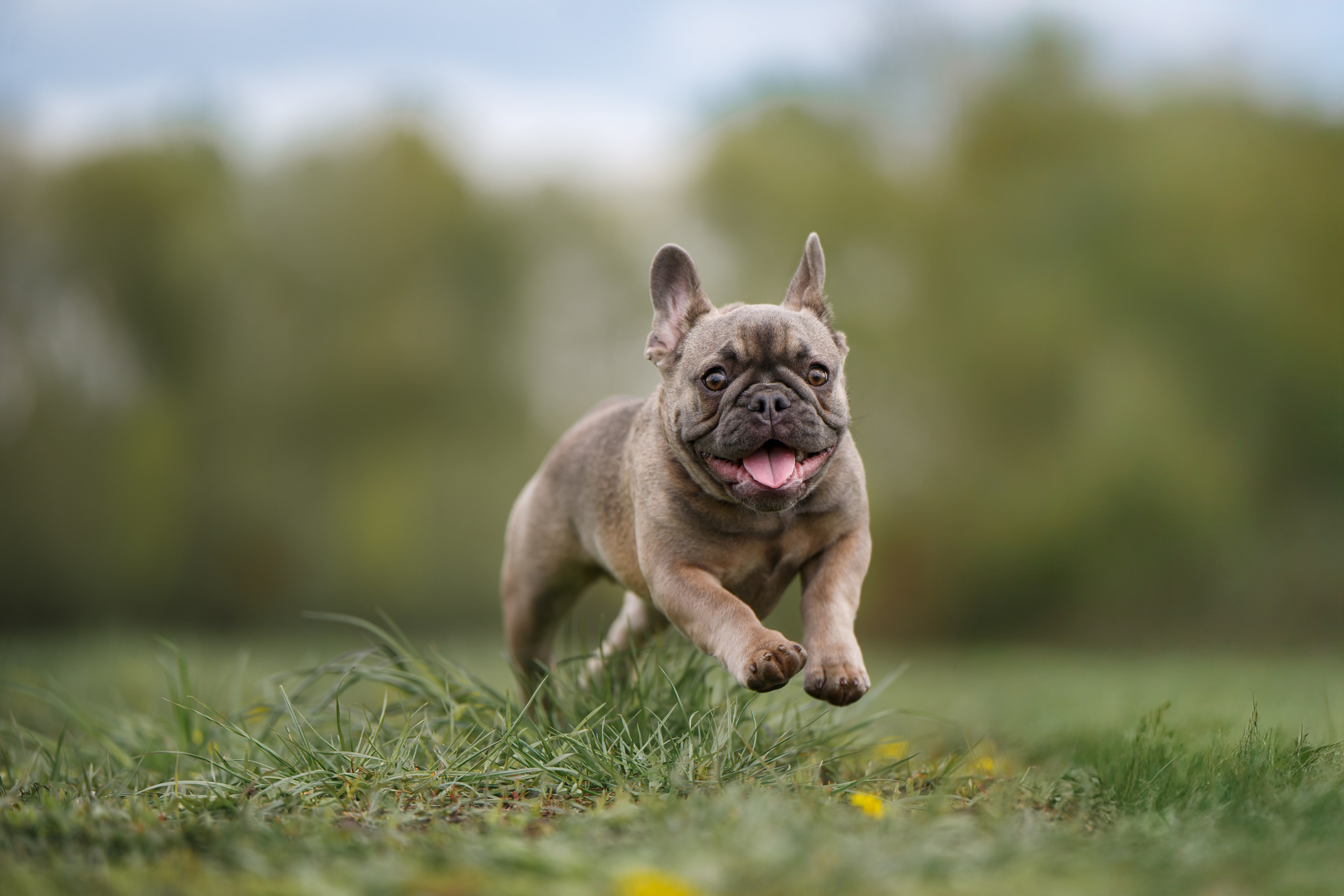 Щенок Французского бульдога. Фотограф Анималист в Москве Анастасия Жучкова