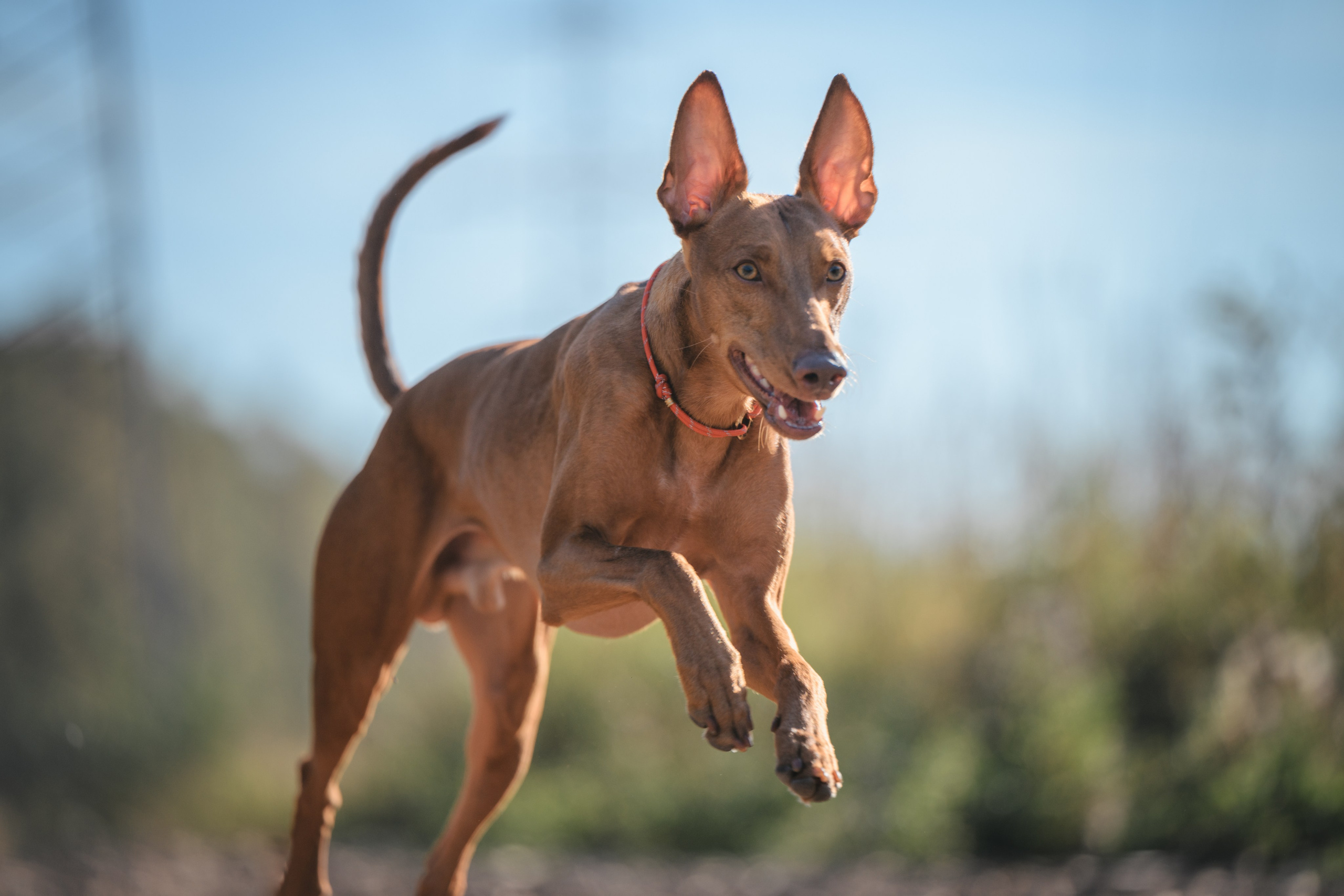 Чирнеко. Лесная прогулка. Фотограф Анималист в Москве Анастасия Жучкова
