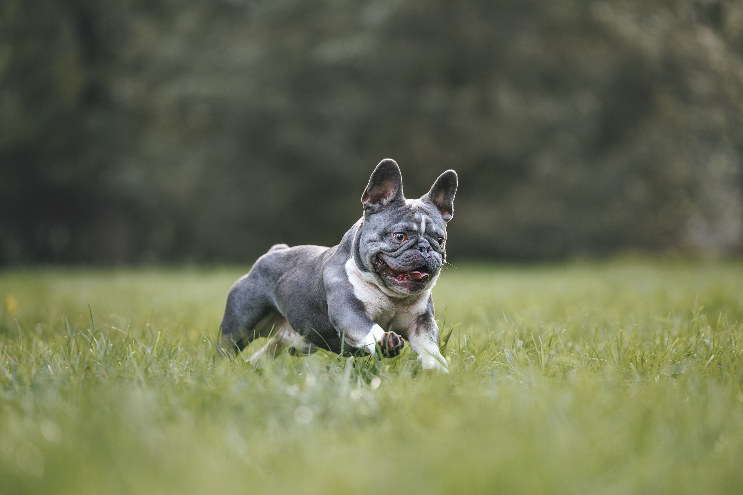 Французский Бульдог в Воронцовском парке (в обработке). Фотограф Анималист в Москве Анастасия Жучкова