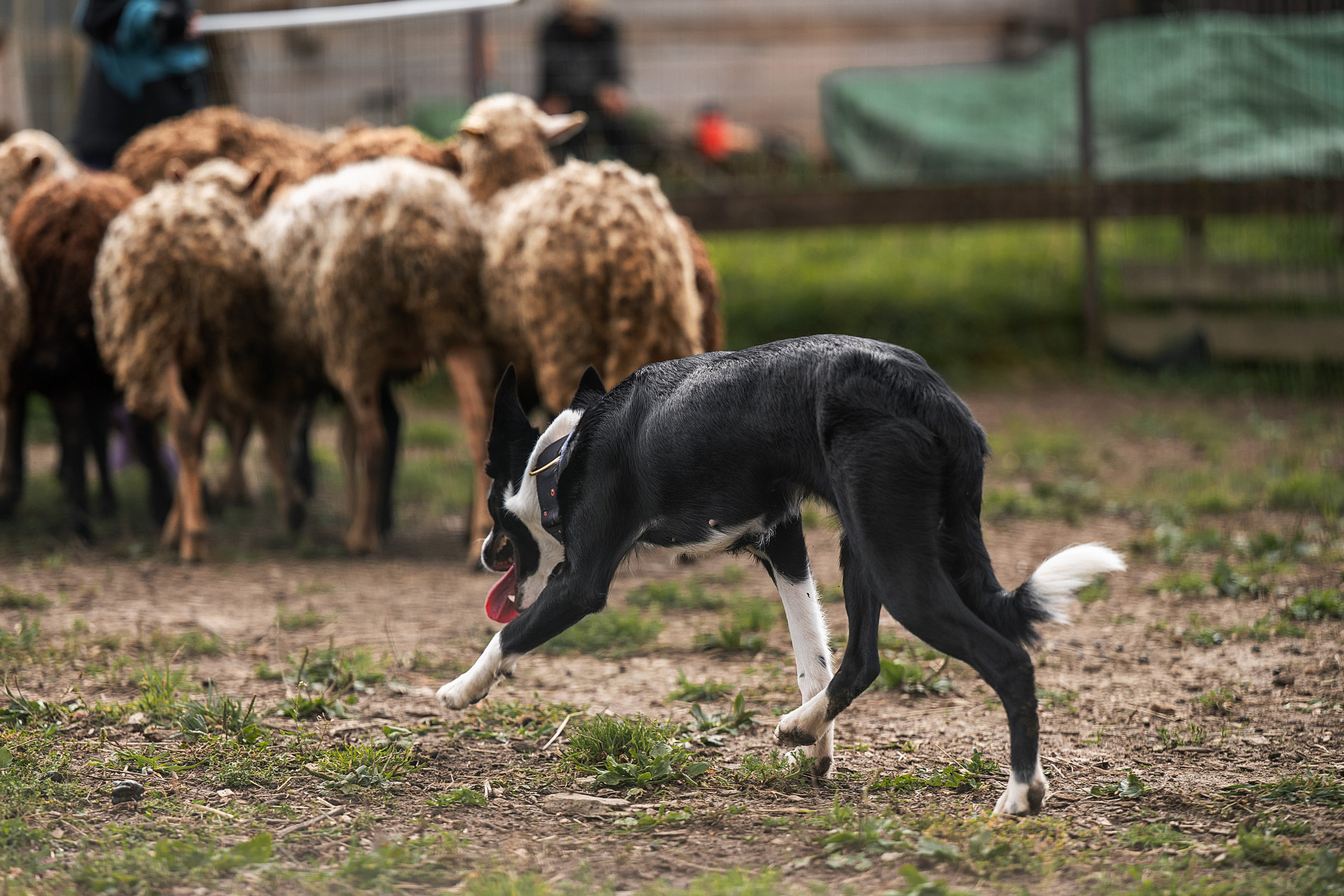 Тренировки пастьбы. Фотограф-анималист Виктория Симонова. СПб