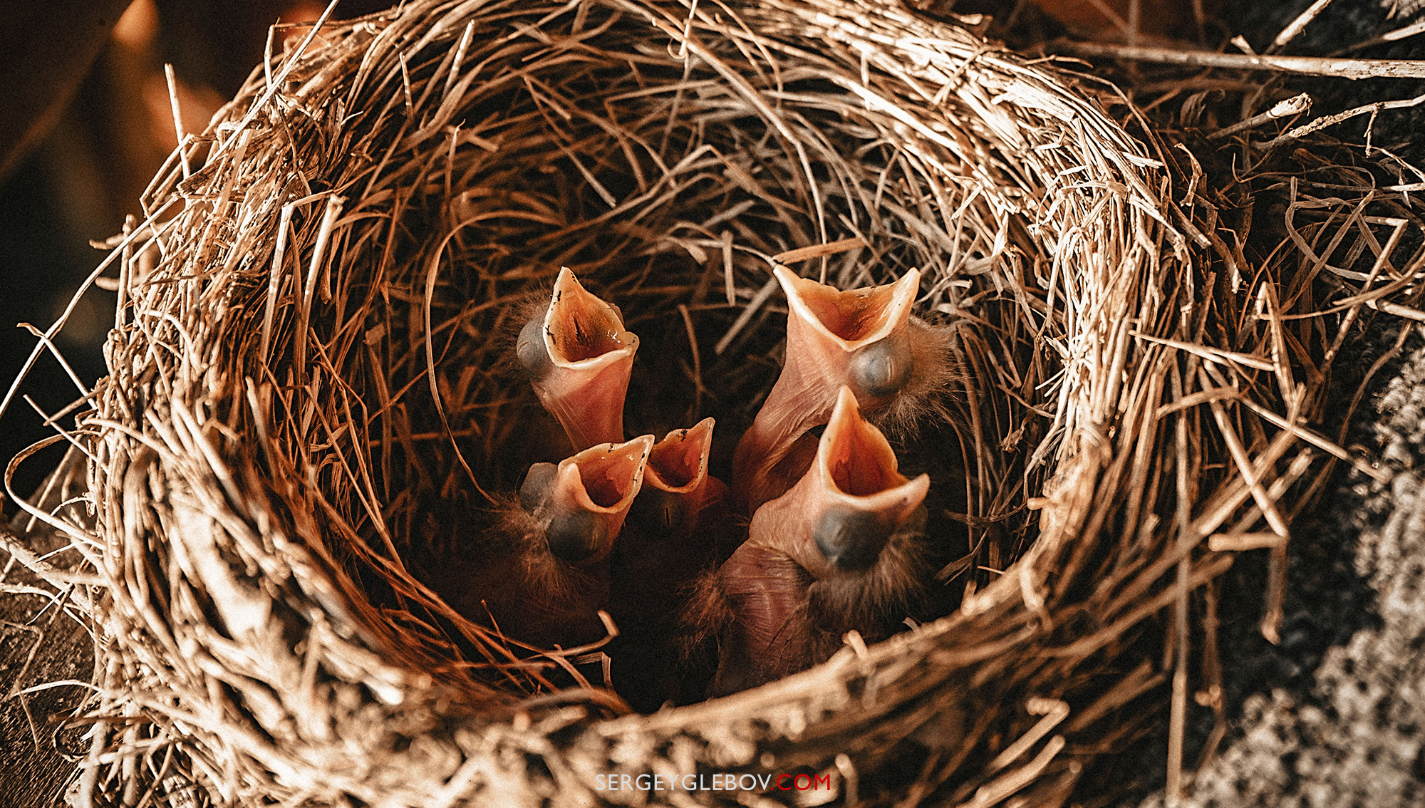 Животные. Сергей Глебов - фотограф