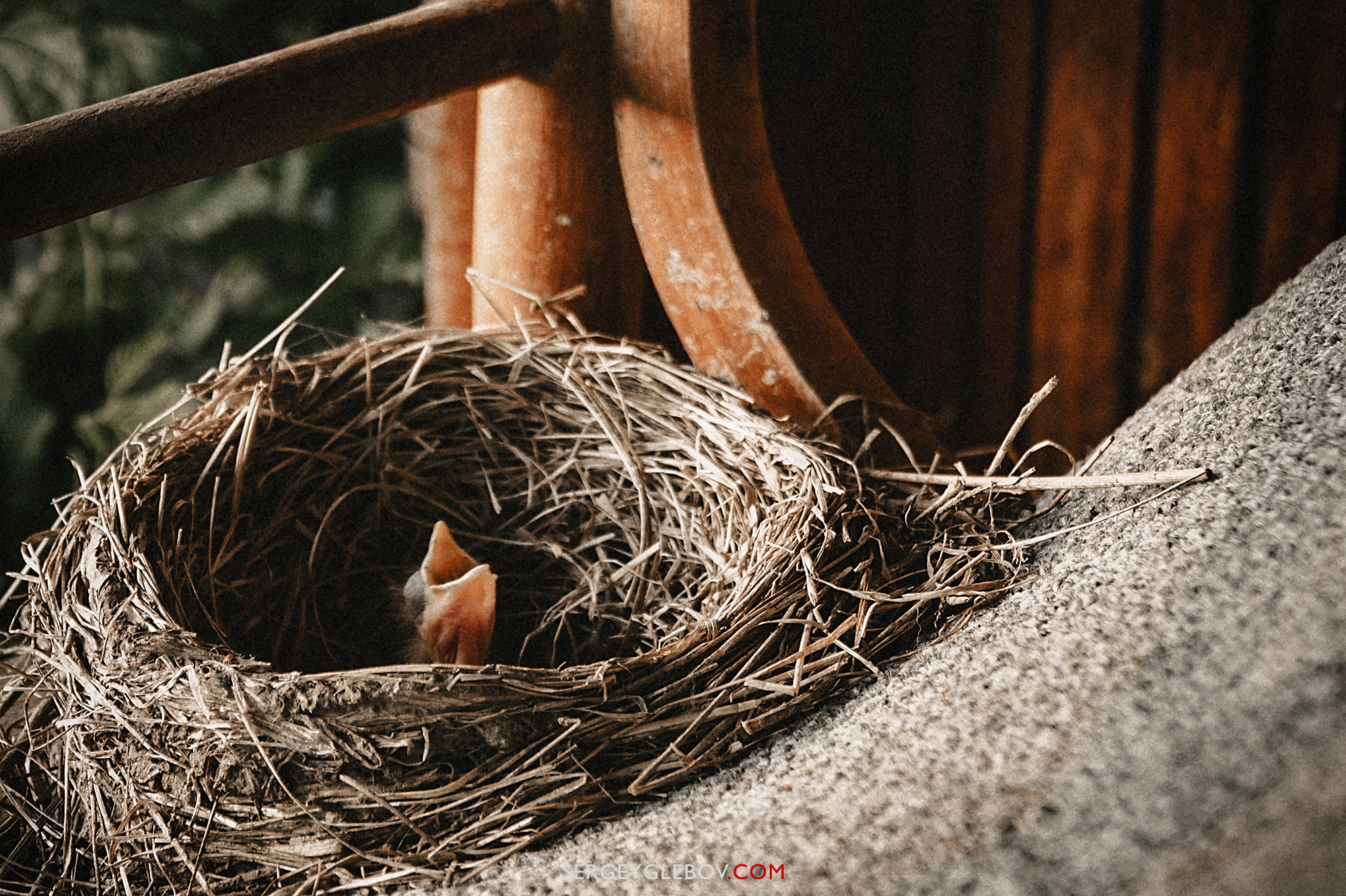 Животные. Сергей Глебов - фотограф