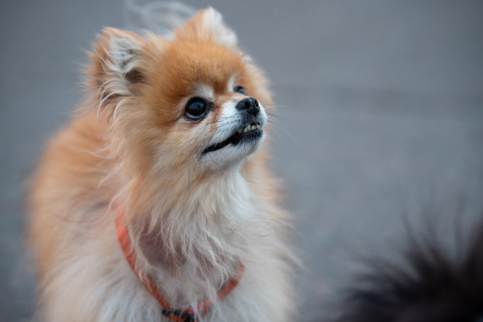 Спасенные шпицы. Фотограф в Москве Виктория Назаренко