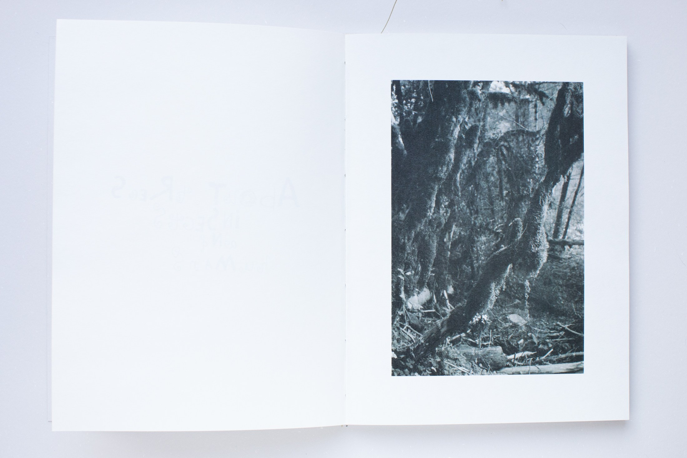 Зин «Про деревья, насекомых и людей». Natalya Madilyan