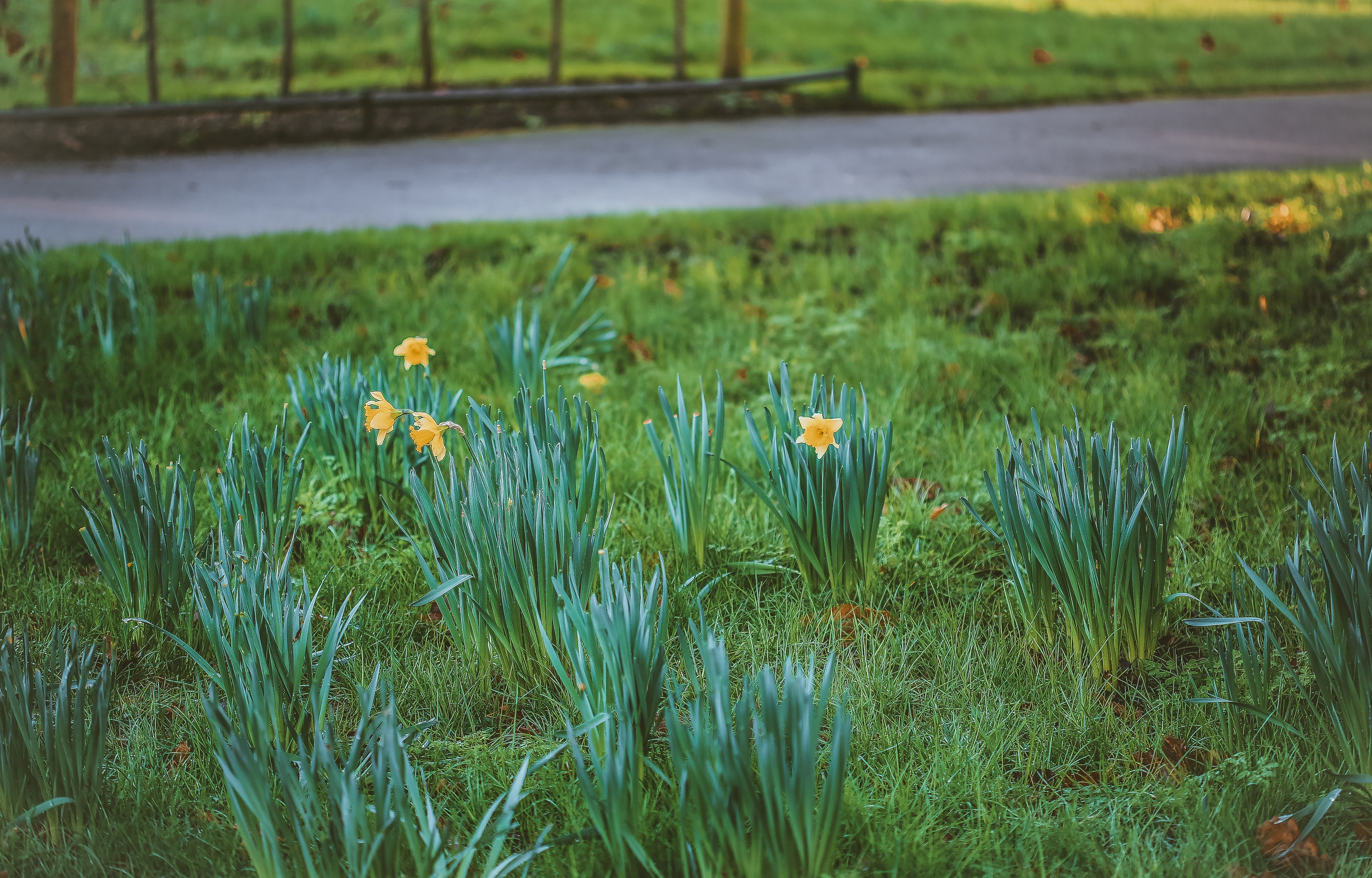 Англия: Лондон цветущий. Дарья Письменюк / Darya Leitstern — фотограф, музыкант, журналист, путешественник