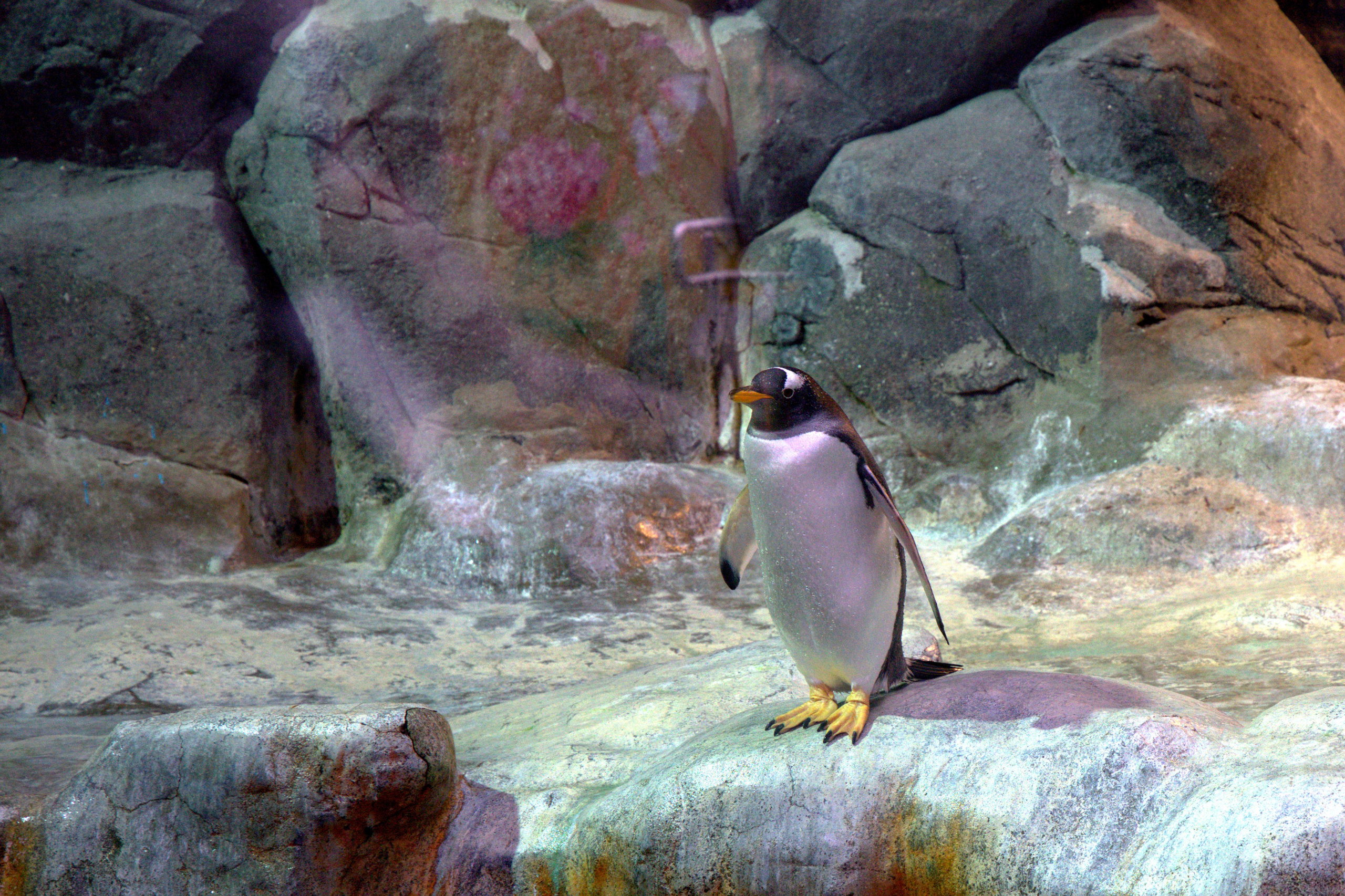 ЗООПАРК. ФОТОГРАФ В МОСКВЕ СТАНИСЛАВ КОБЗЕВ