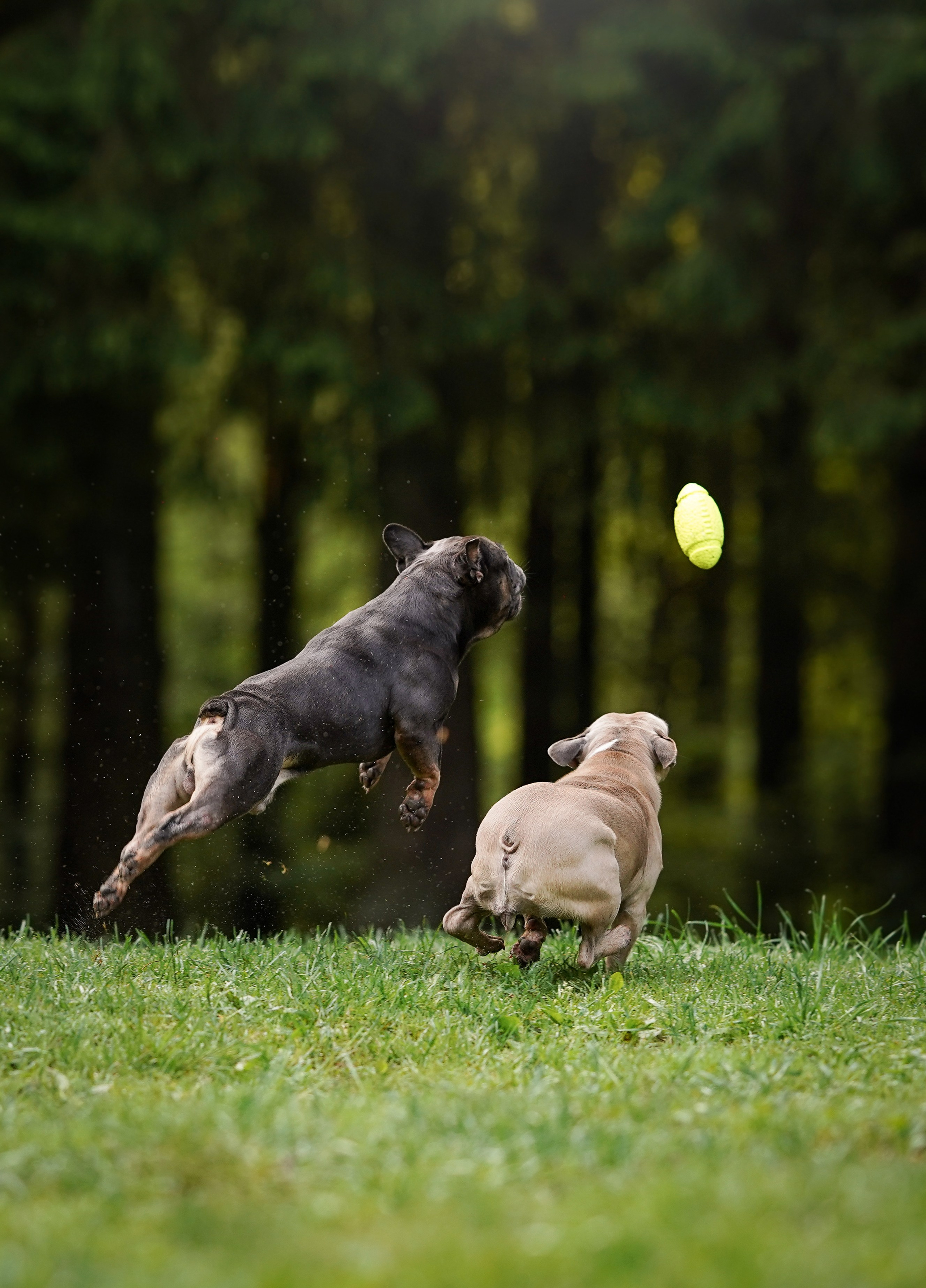 Юлия Петя и Моника. Фотограф-анималист в Санкт-Петербурге Яна Мартынова