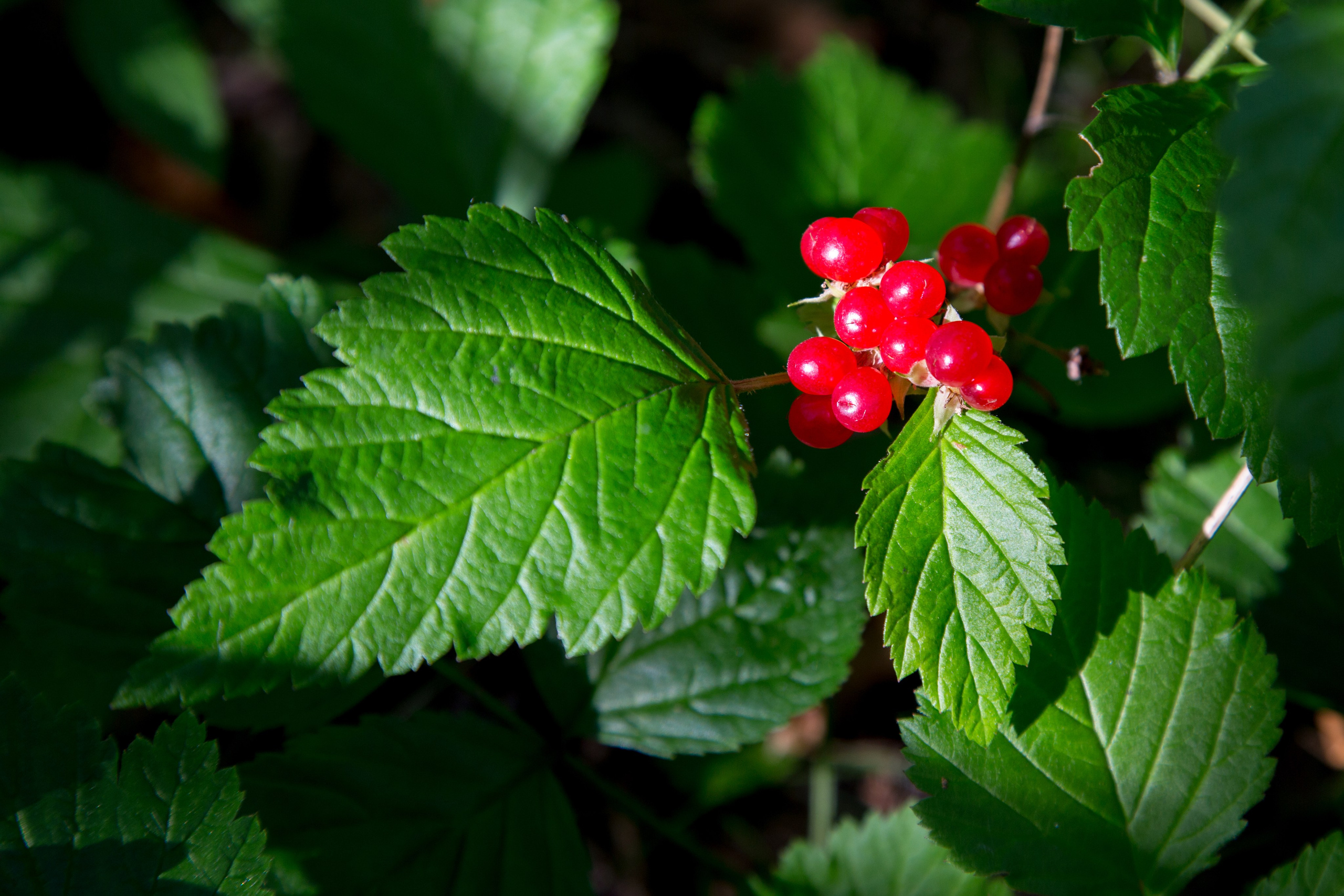 Мир растений. Пейзажи Крайнего Севера. Баренцево море, Рыбачий, Средний, Немецкий
