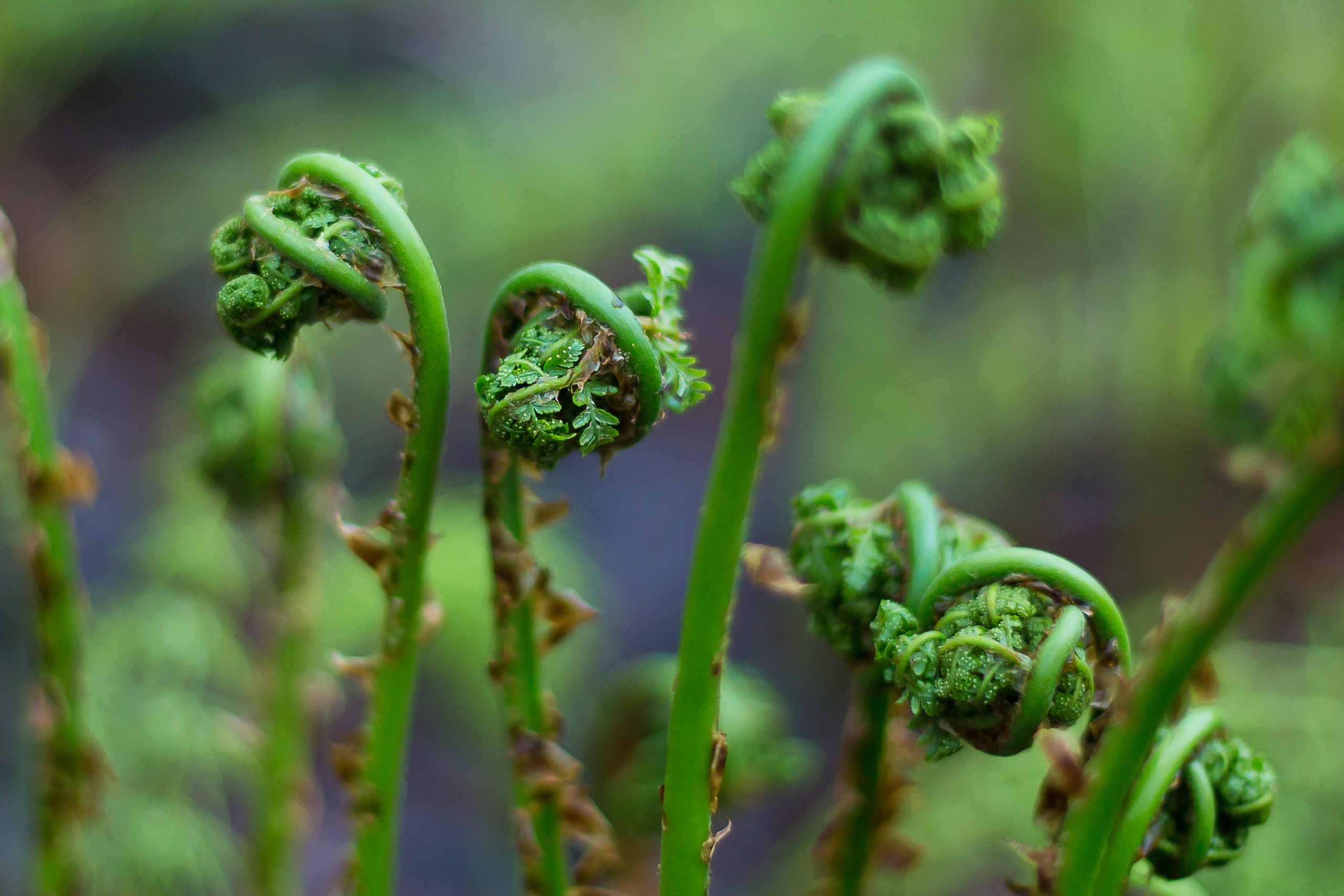 Мир растений. Пейзажи Крайнего Севера. Баренцево море, Рыбачий, Средний, Немецкий