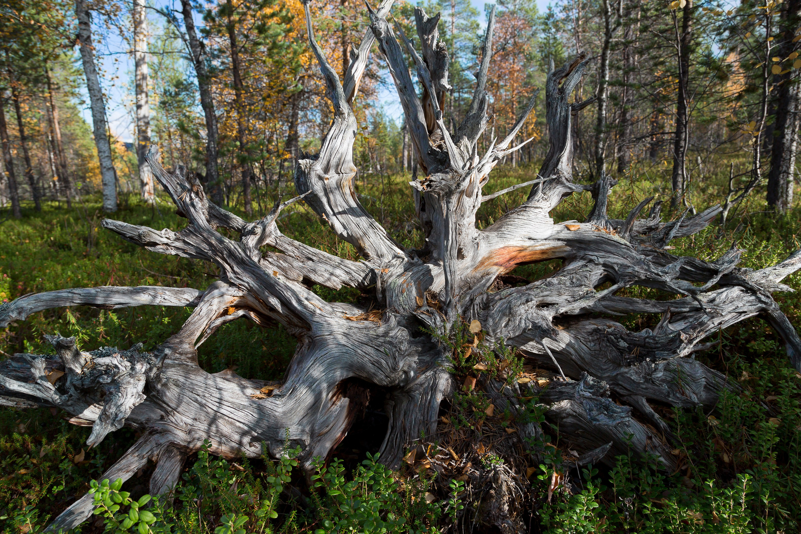 Мир растений. Пейзажи Крайнего Севера. Баренцево море, Рыбачий, Средний, Немецкий
