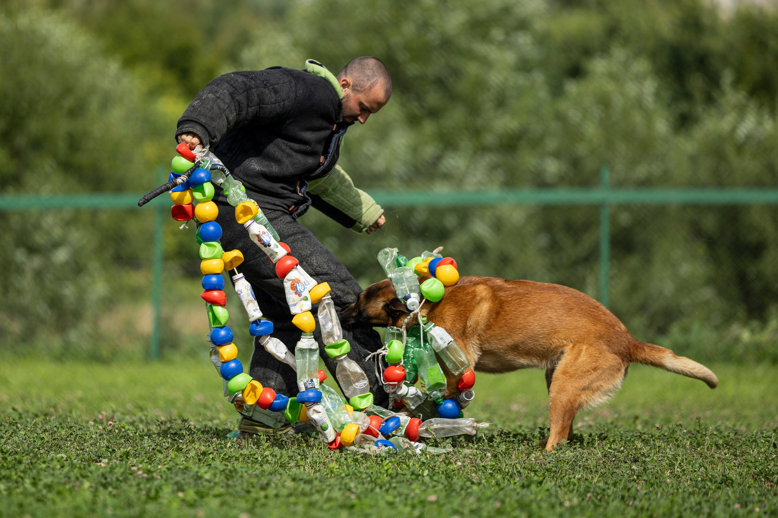 Соревнования по Мондьорингу г. Вологда 10-11.08.2024. Фотограф-анималист Анна Маринич