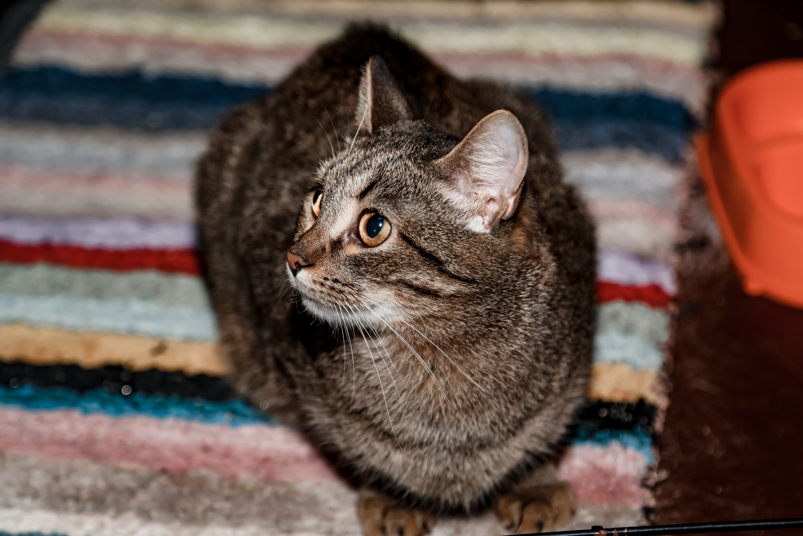 Приют Кошкин Дом Филимоша. Ваш фотограф в Оренбурге Рощупкина Екатерина