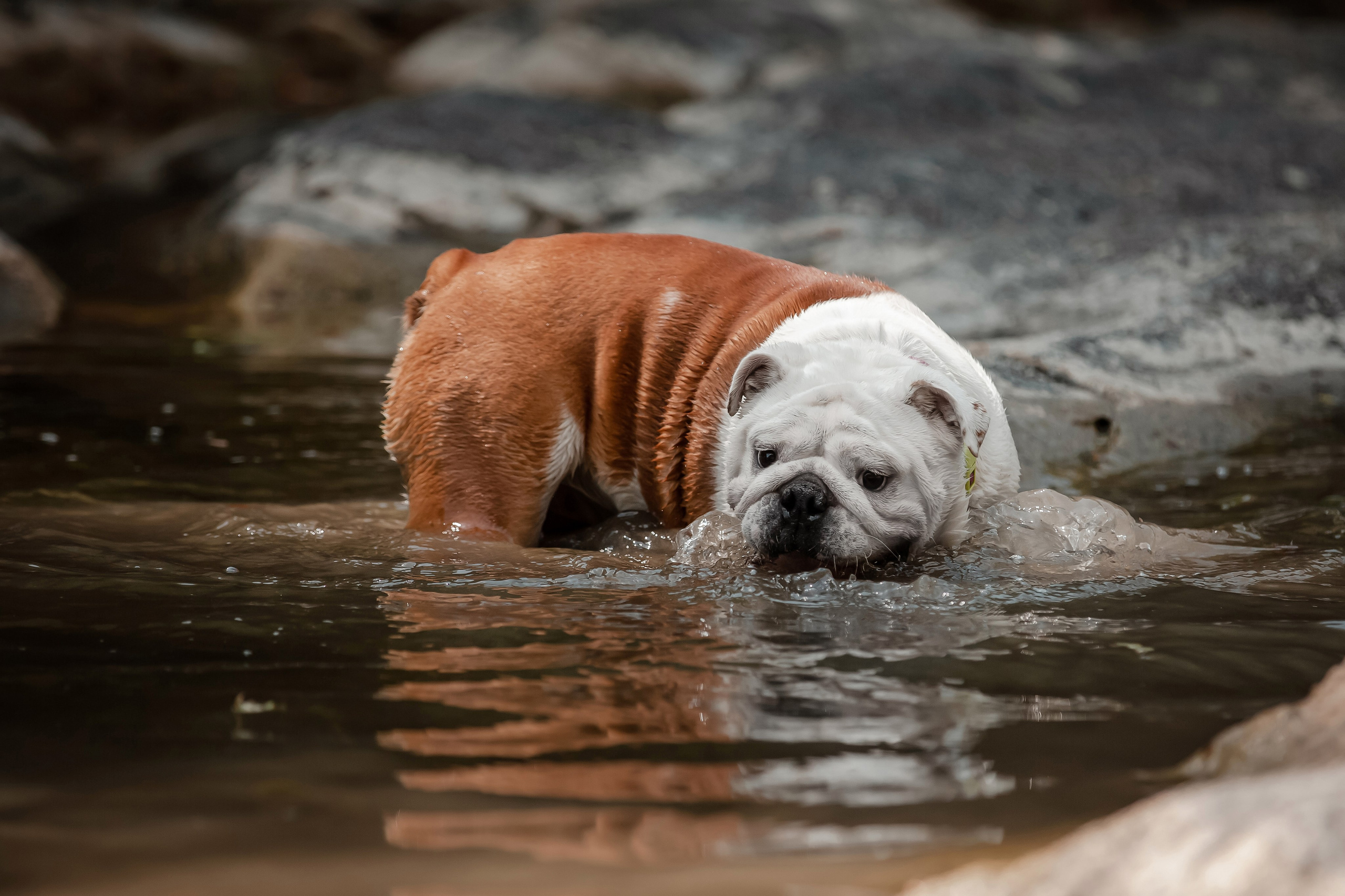 Фотосессия английского бульдога на речке. Фотограф-анималист в Краснодаре Маша Мельникова