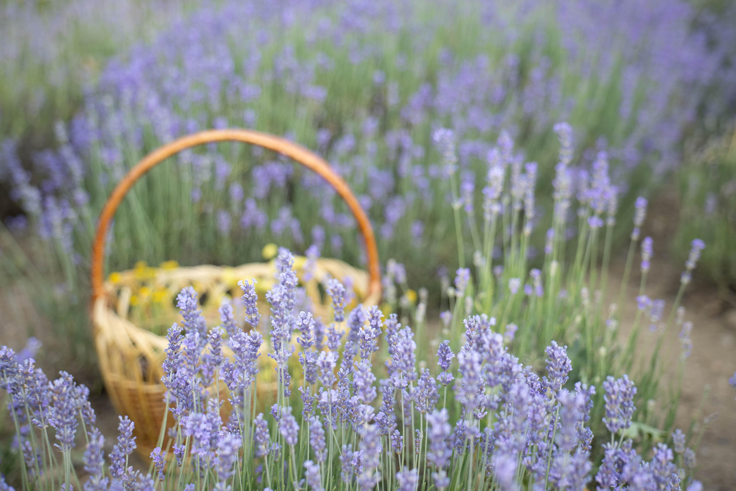 Фотосессия выездная «Лаванда». Фотограф в Крыму Татьяна Барицкая ЕНОТИКА