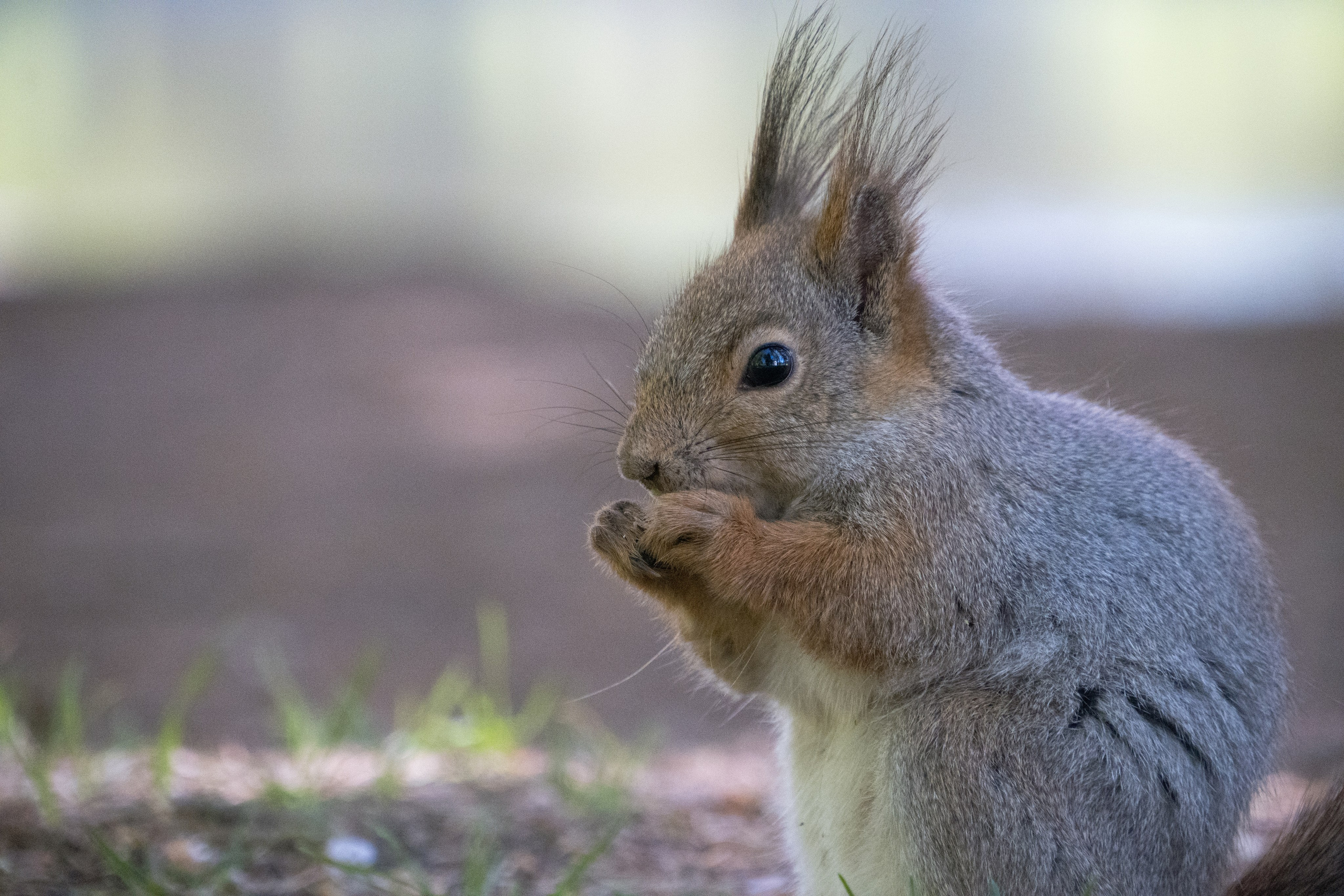 Дарья. Видеограф, фотограф в Санкт-Петербурге Элеонора Петрова