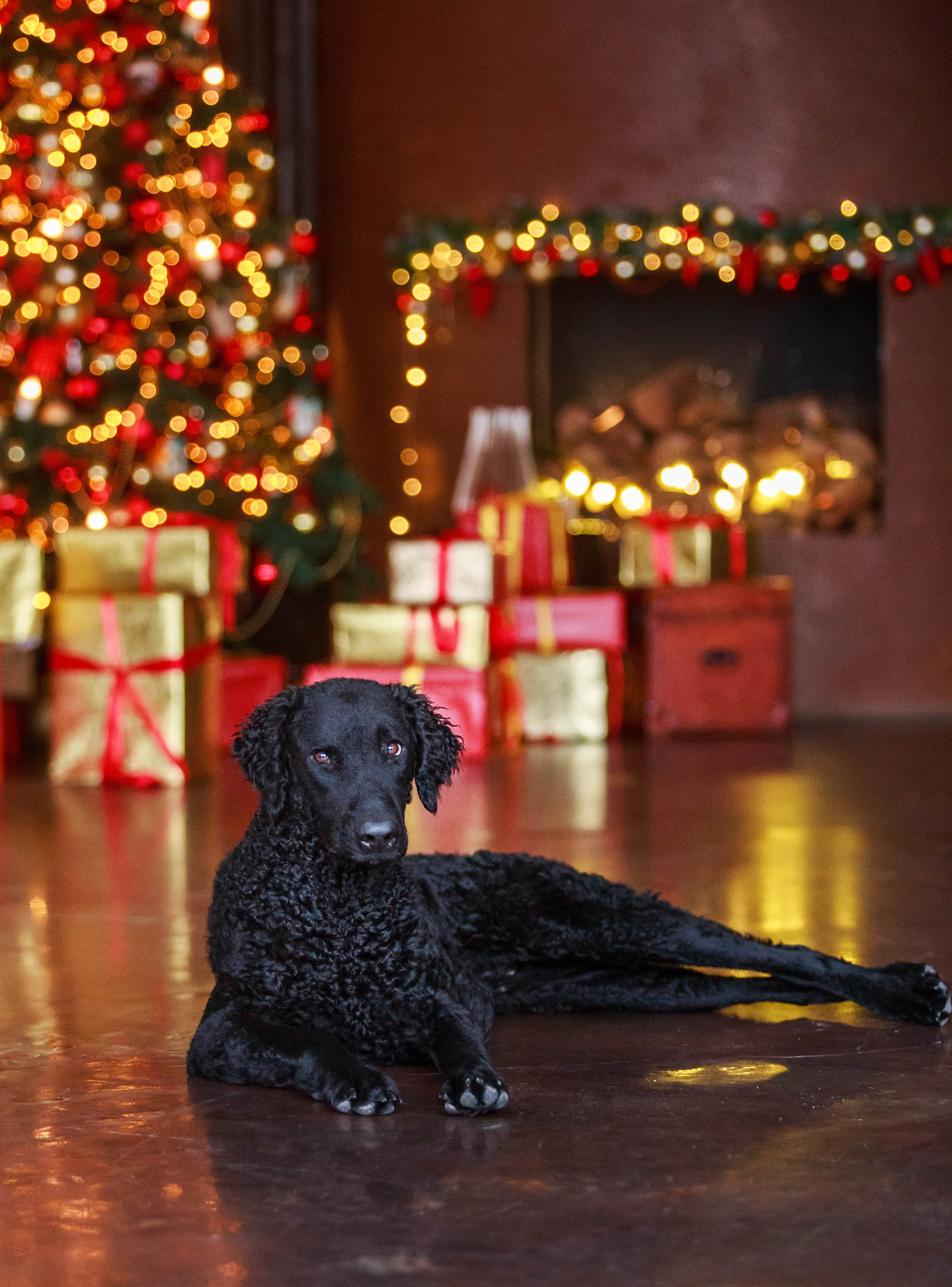 Лабрадор ретривер и курчавошерстный ретривер фотосессия на Новый год в фотостудии. Семейный и детский фотограф в Москве Мария Быкова