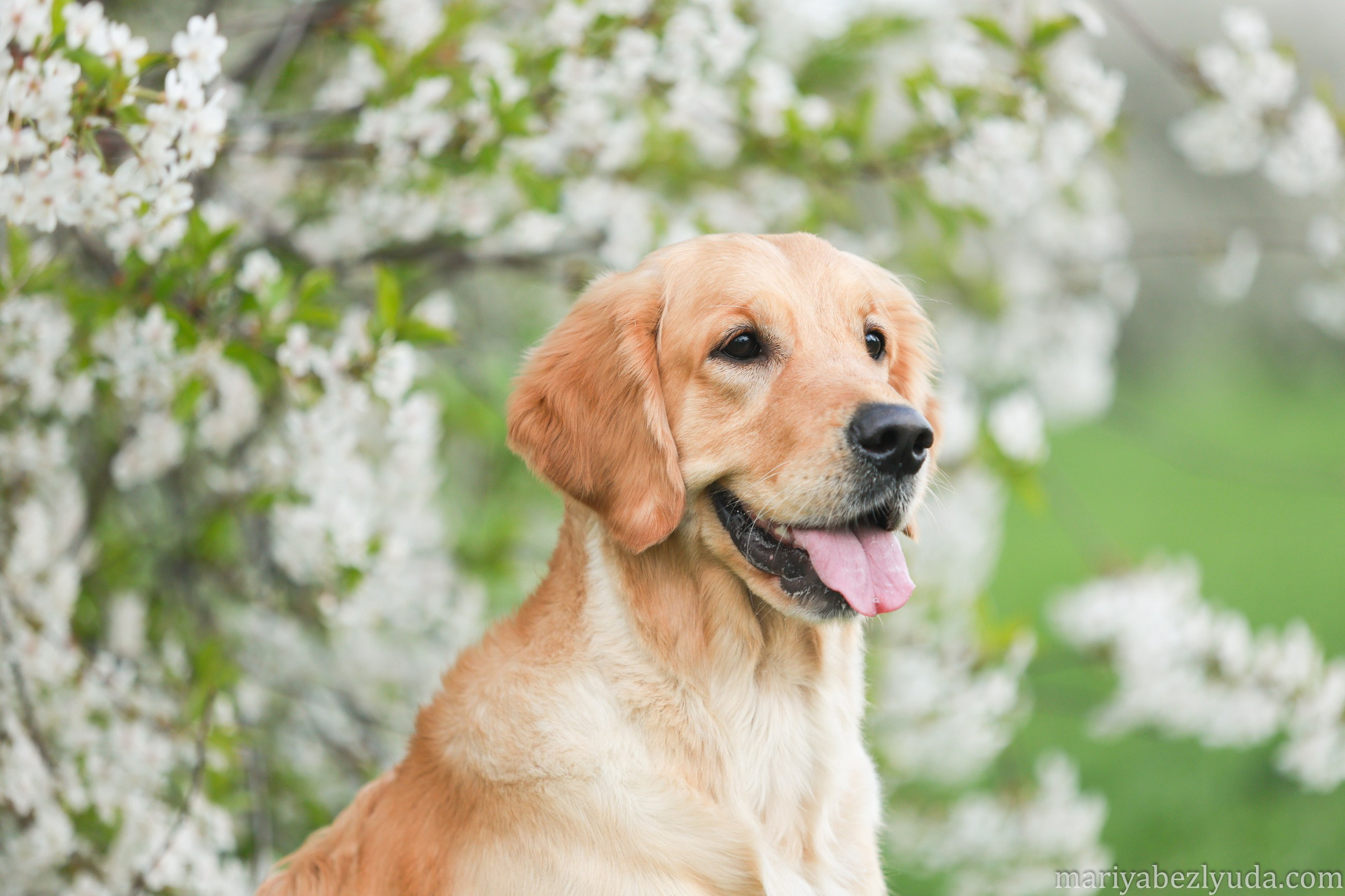 На природе. Семейный и детский фотограф в Москве Мария Быкова