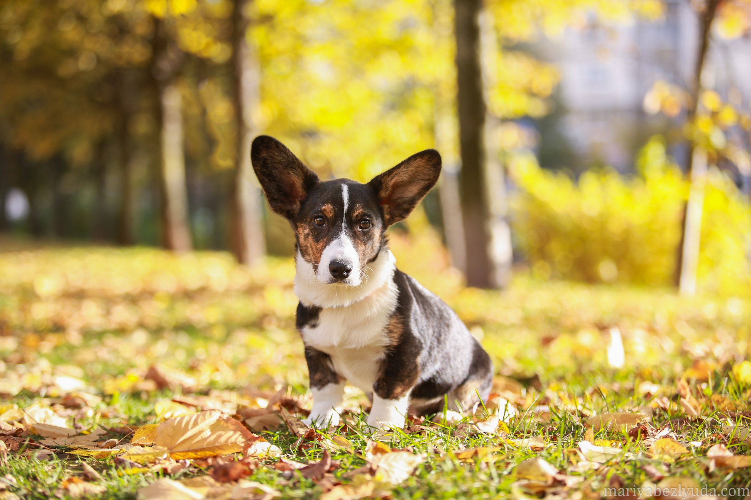 Щенки. Семейный и детский фотограф в Москве Мария Быкова