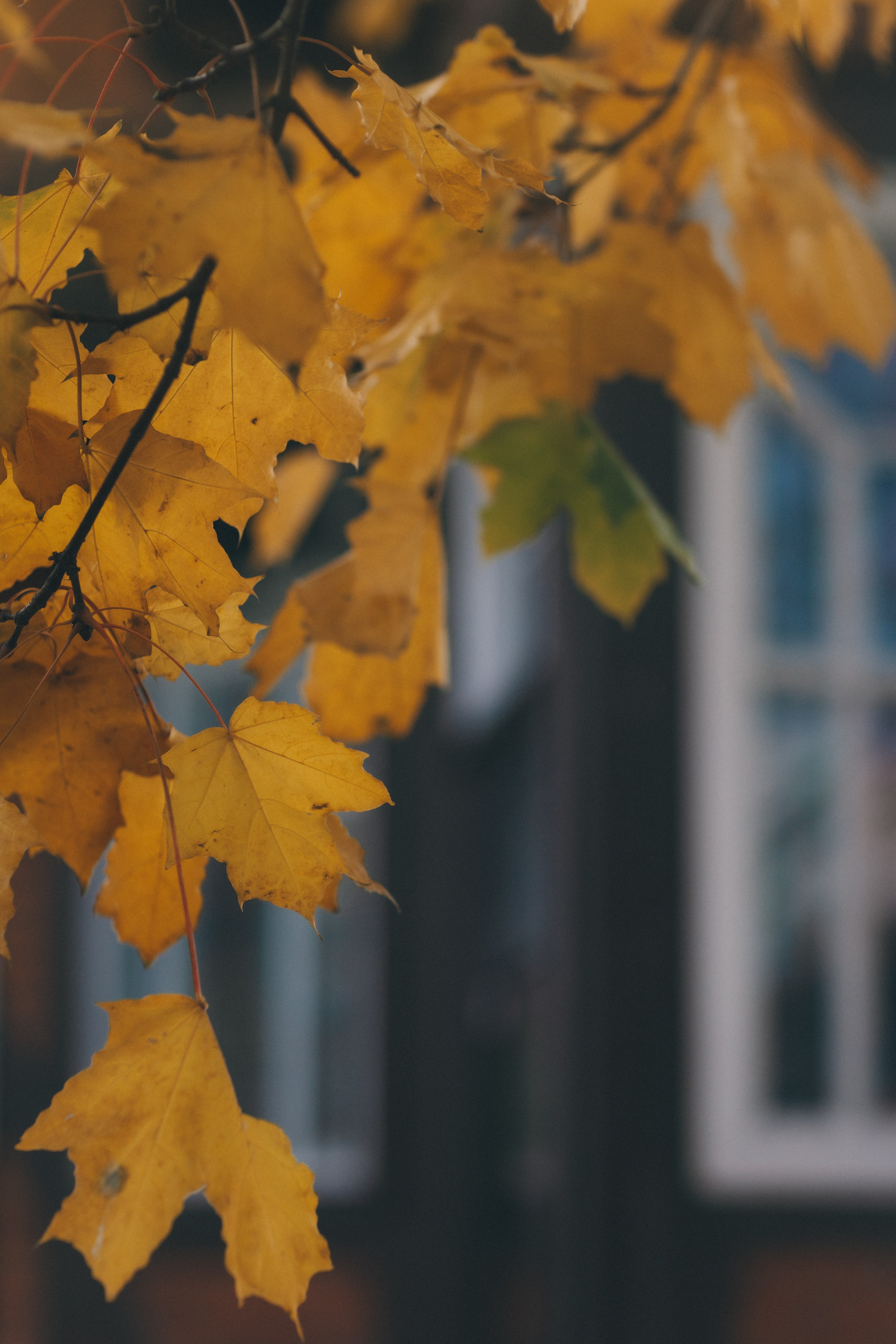 Екатерина. Фотограф Зеленоградск Красильникова Елена