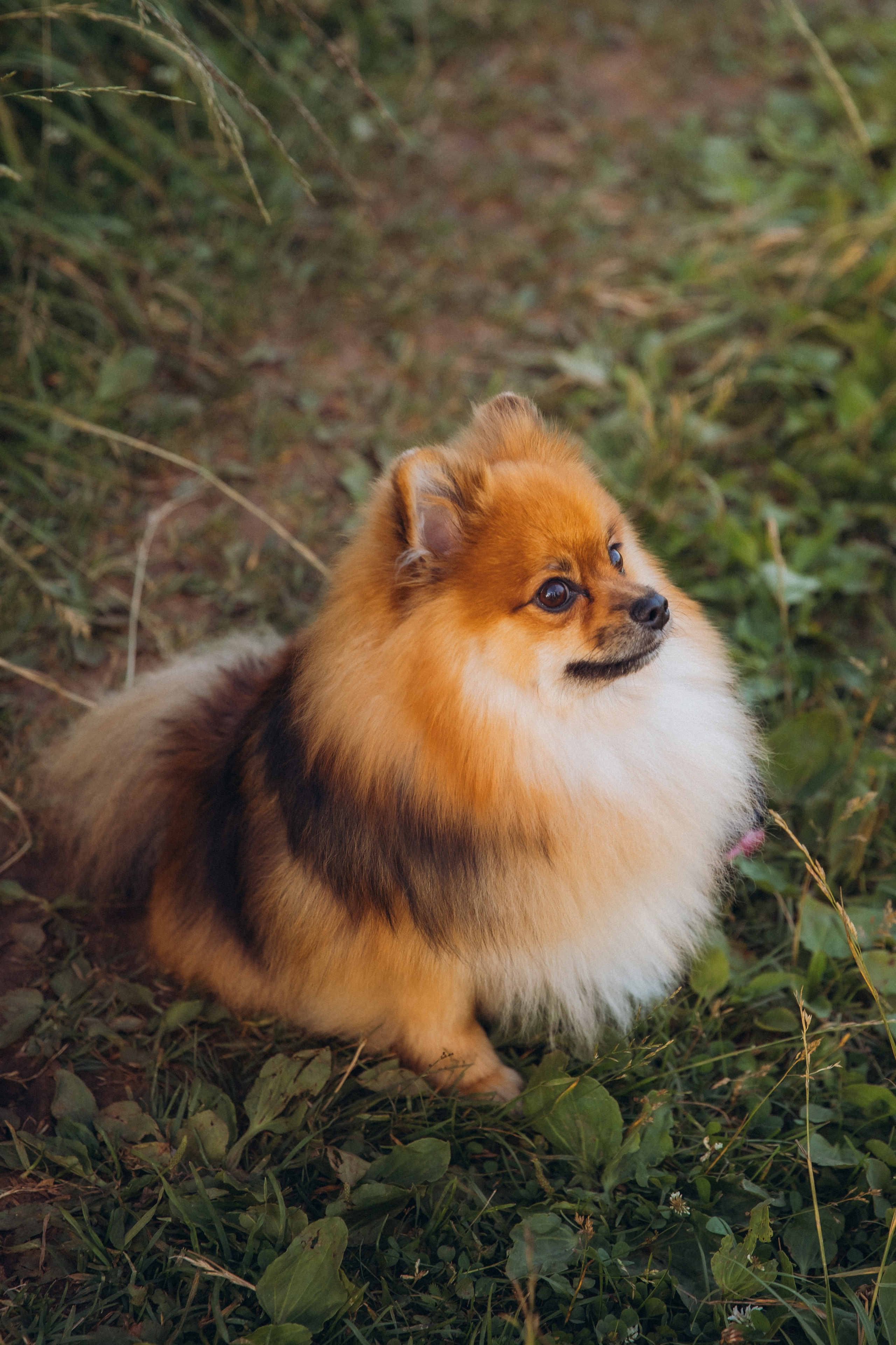 АЛЕНКА, АНДРЕЙ И МАЛЫШ АРЧИК. Женский и семейный фотограф Елена Петрова
