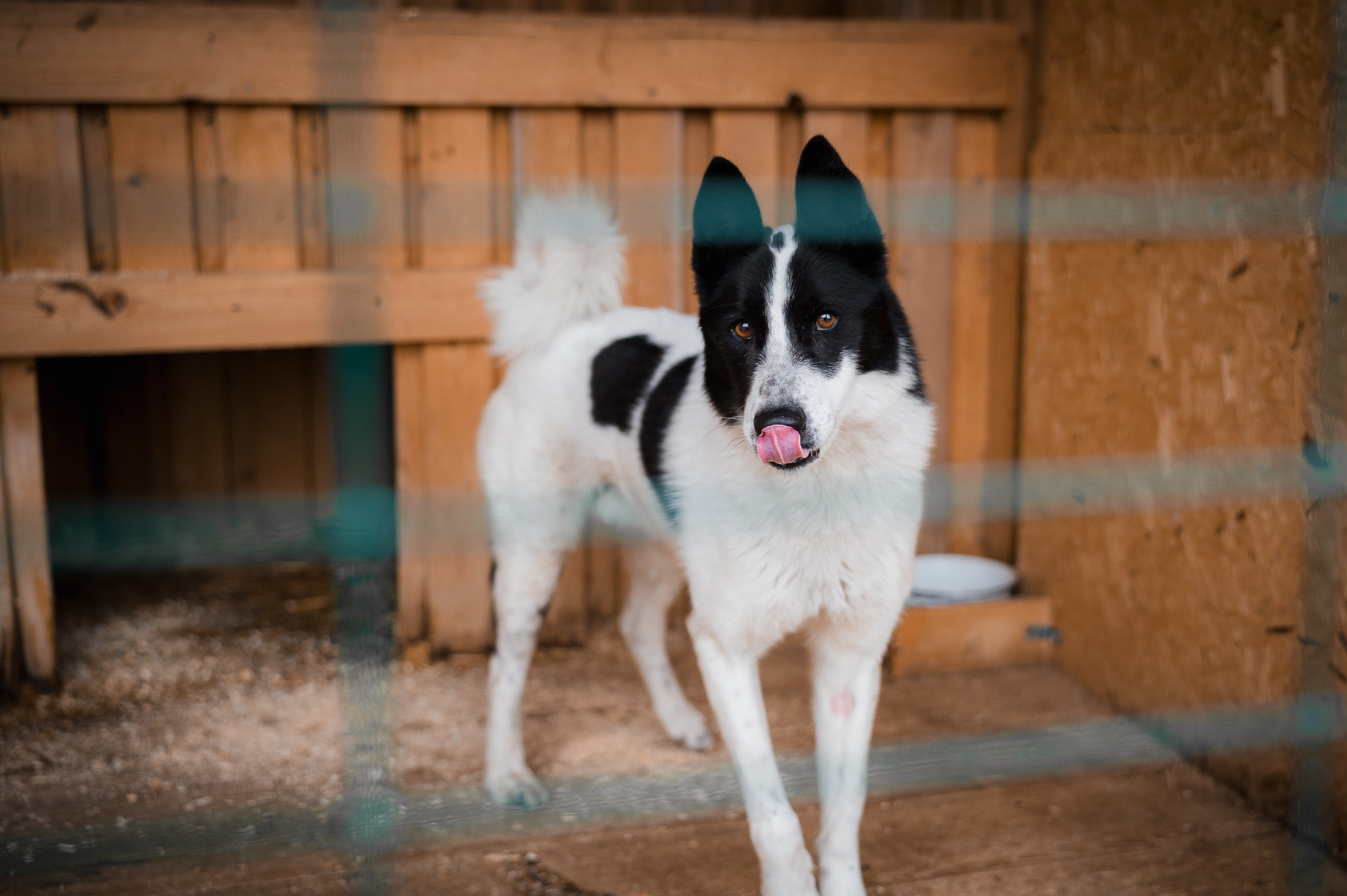 Найс. Улыбка собаки — спасение и пристройство бездомных собак