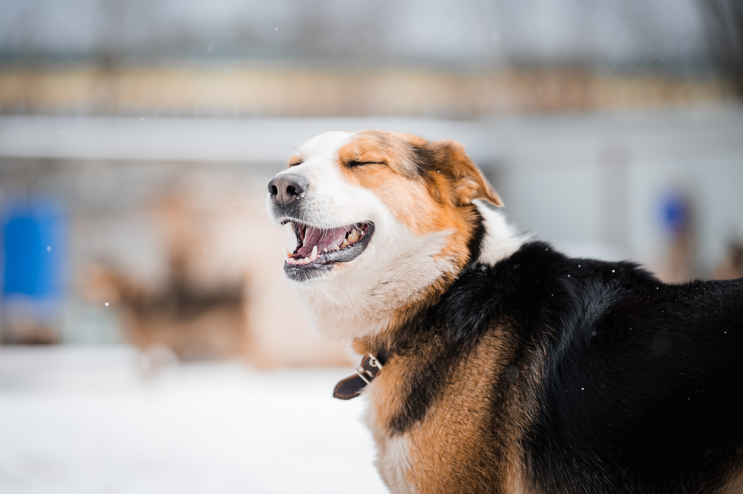 Лора. Улыбка собаки — спасение и пристройство бездомных собак